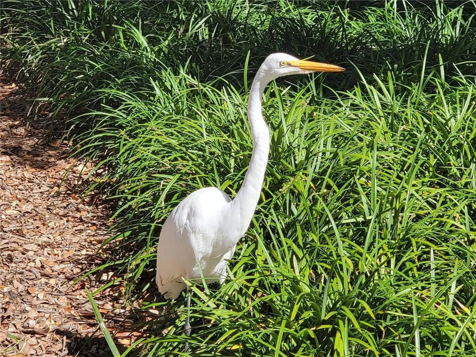 Property Slideshow image 86 of 86 | 3529 mount hope loop, Leesburg, FL, 34748