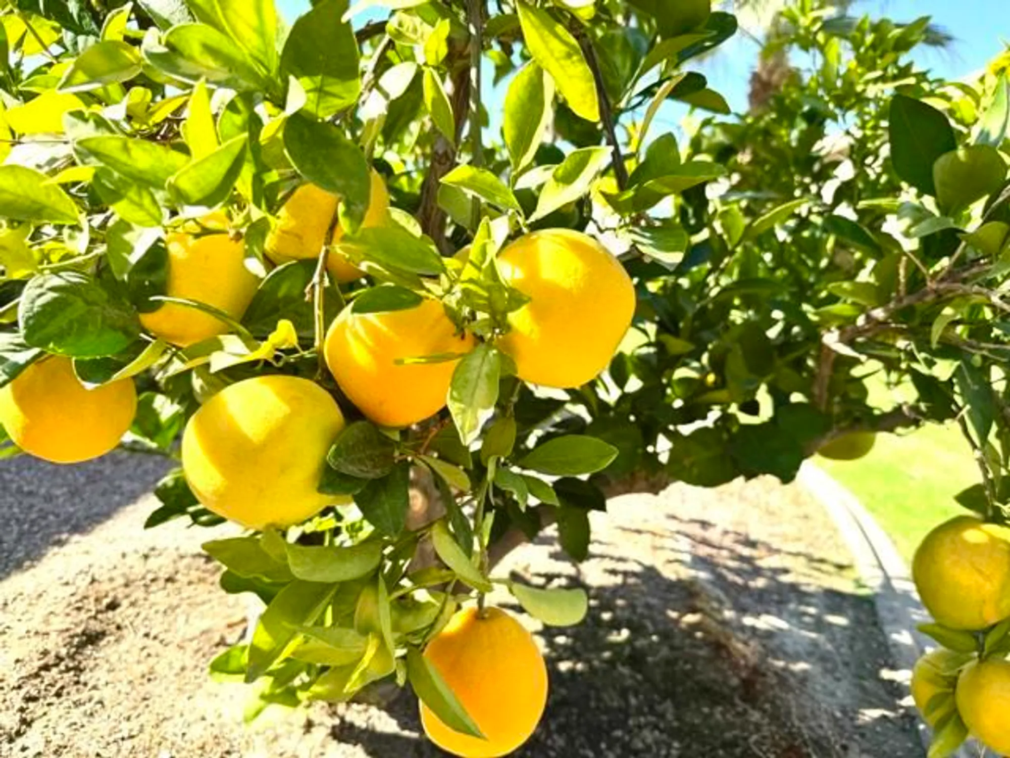 Property Slideshow image 90 of 113 | 80372 camino san lucas, Indio, CA, 92203