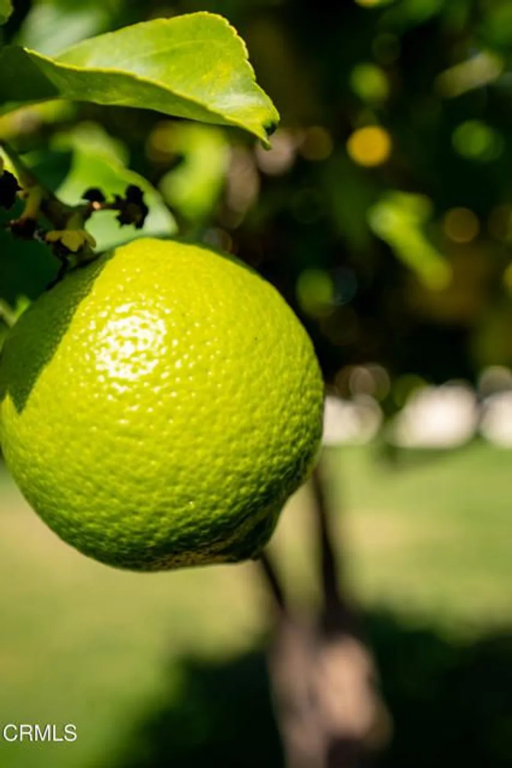 Property Slideshow image 28 of 38 | 11225 village 11, Camarillo, CA, 93012