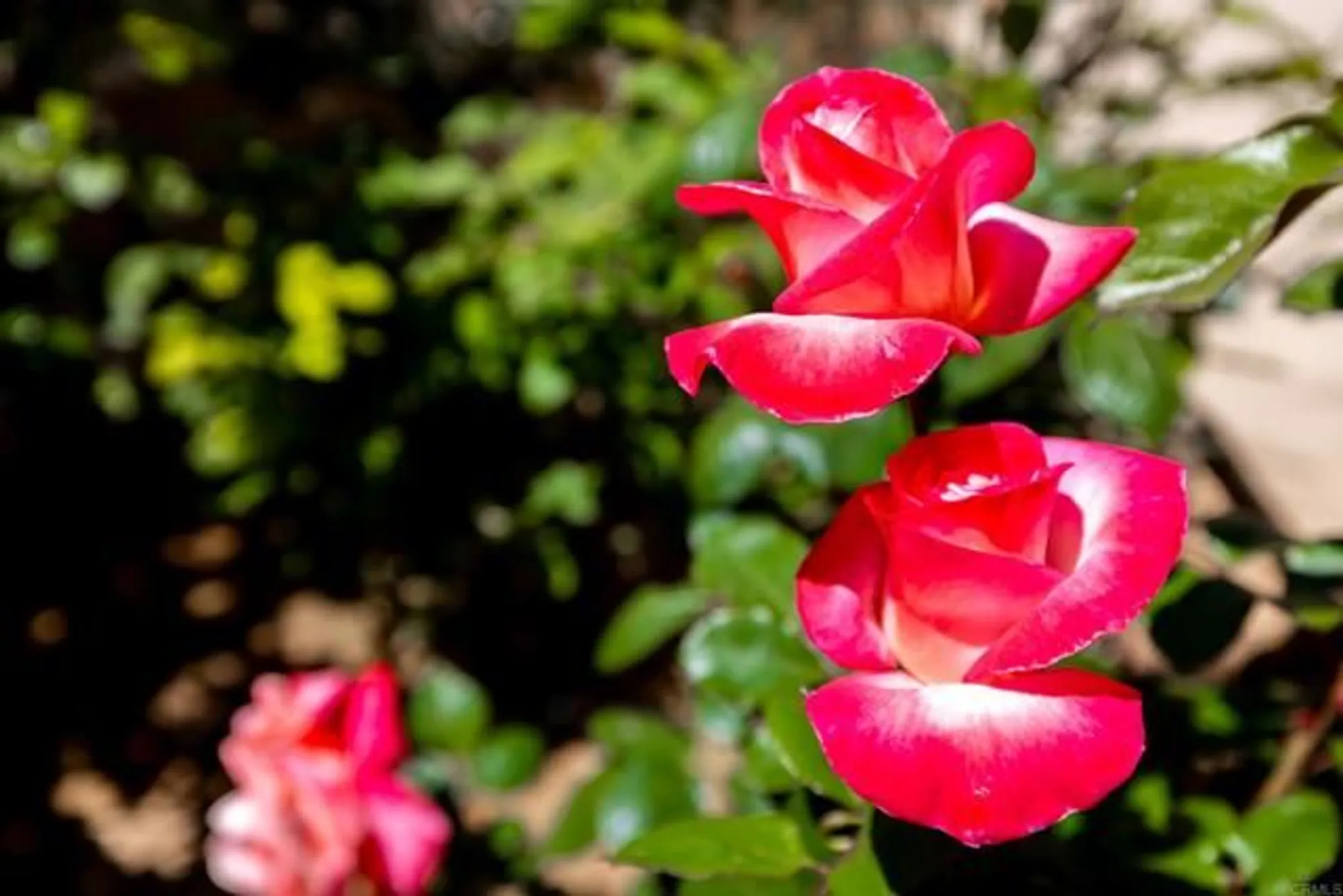 Property Slideshow image 48 of 58 | 1057 ridge heights dr, Fallbrook, CA, 92028