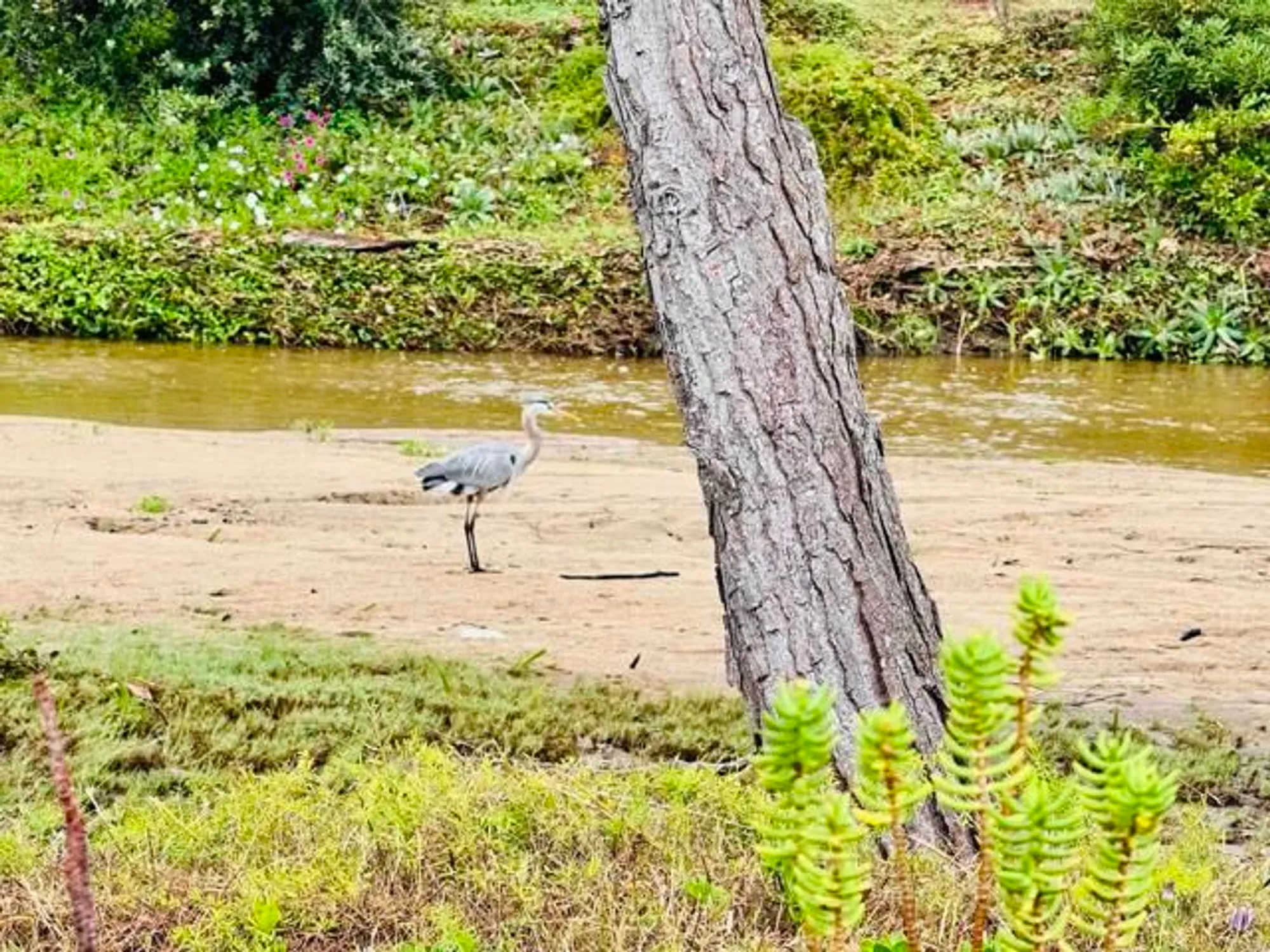 Property Slideshow image 72 of 74 | 3445 don ortega dr, Carlsbad, CA, 92010