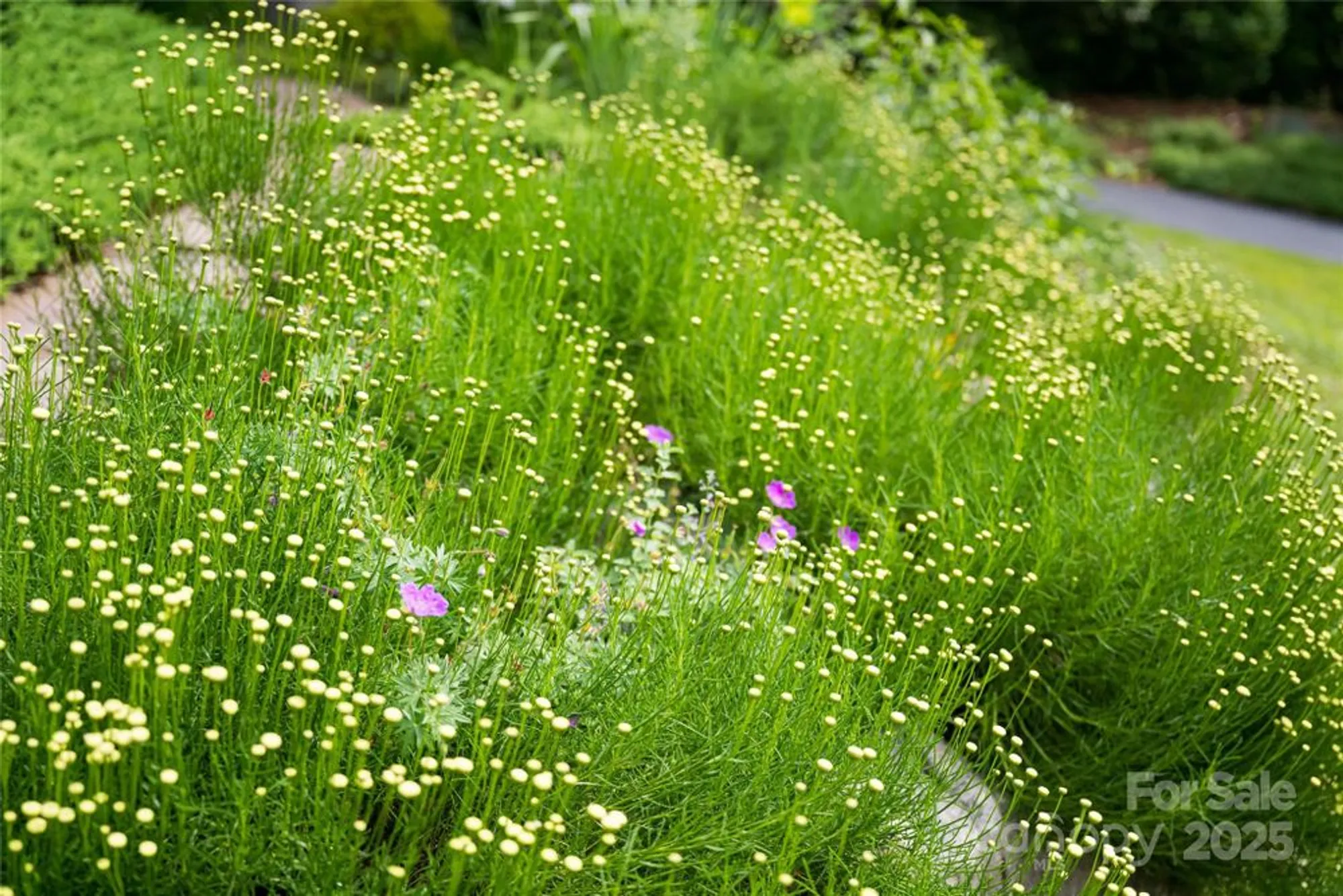 Property Slideshow image 42 of 46 | 7 white palmer ct, Biltmore Lake, NC, 28715