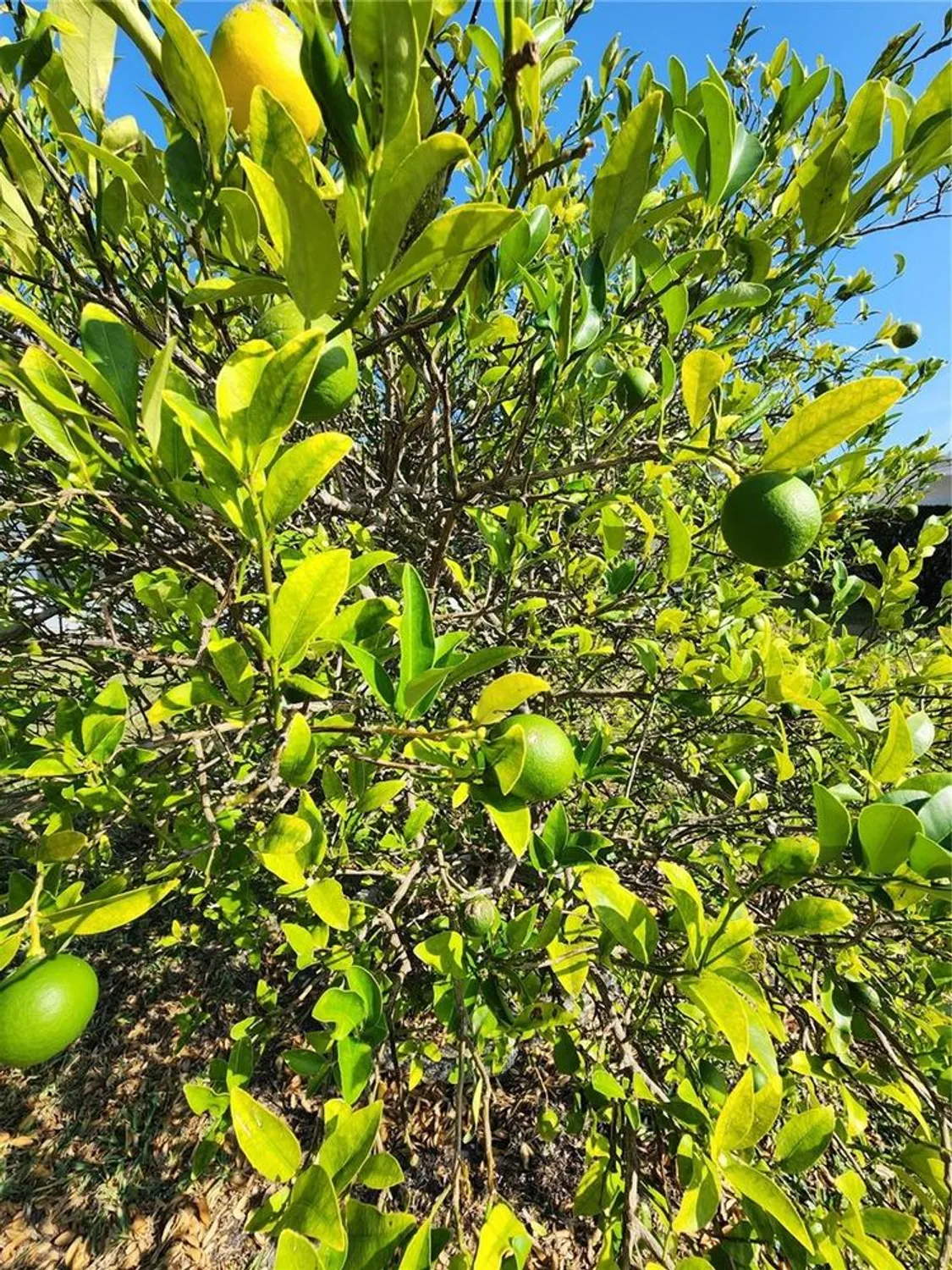 Property Slideshow image 37 of 37 | 9926 40th st, Pinellas Park, FL, 33782