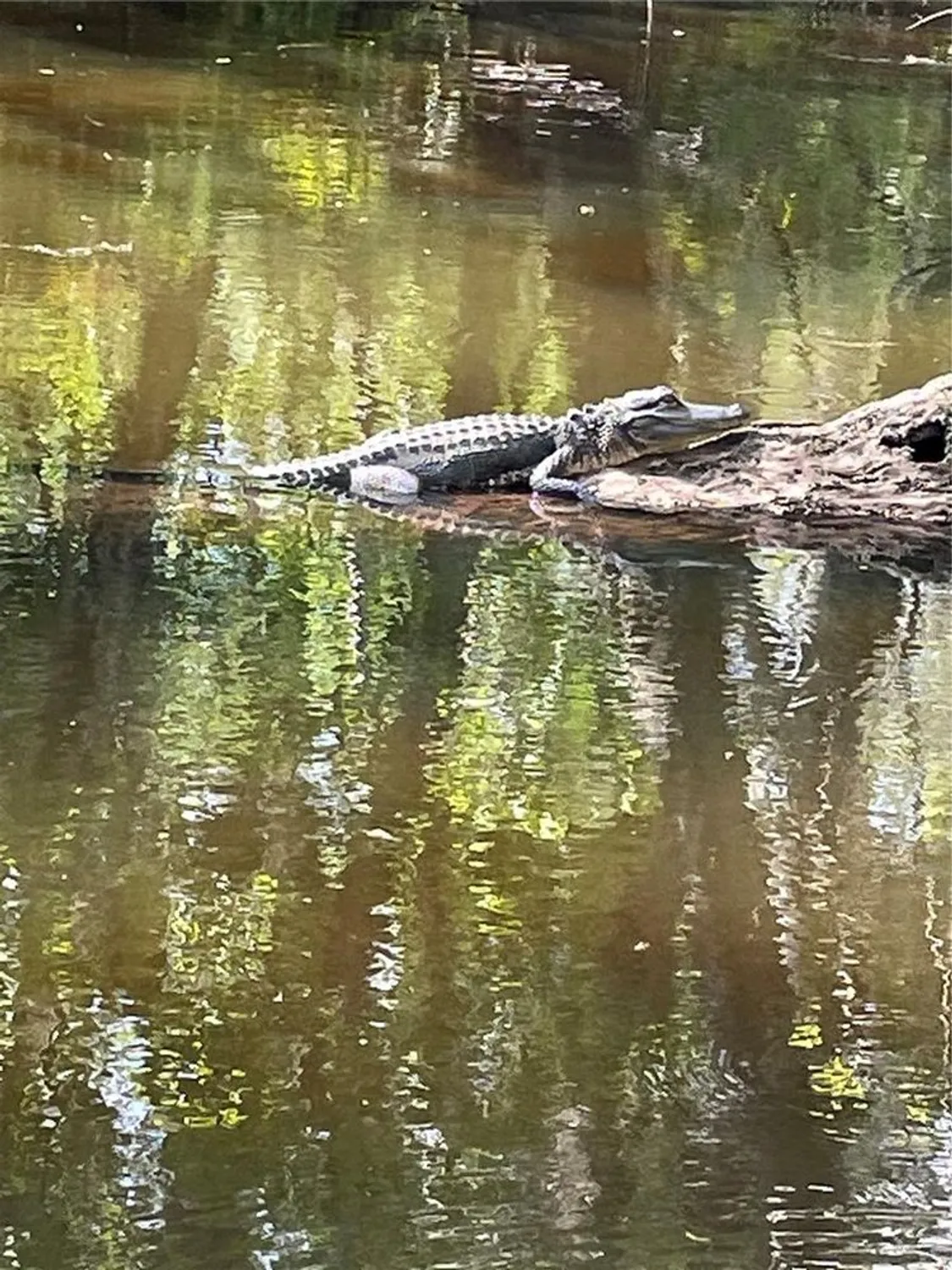 Property Slideshow image 57 of 76 | 425 cerromar ter 359, Venice, FL, 34293