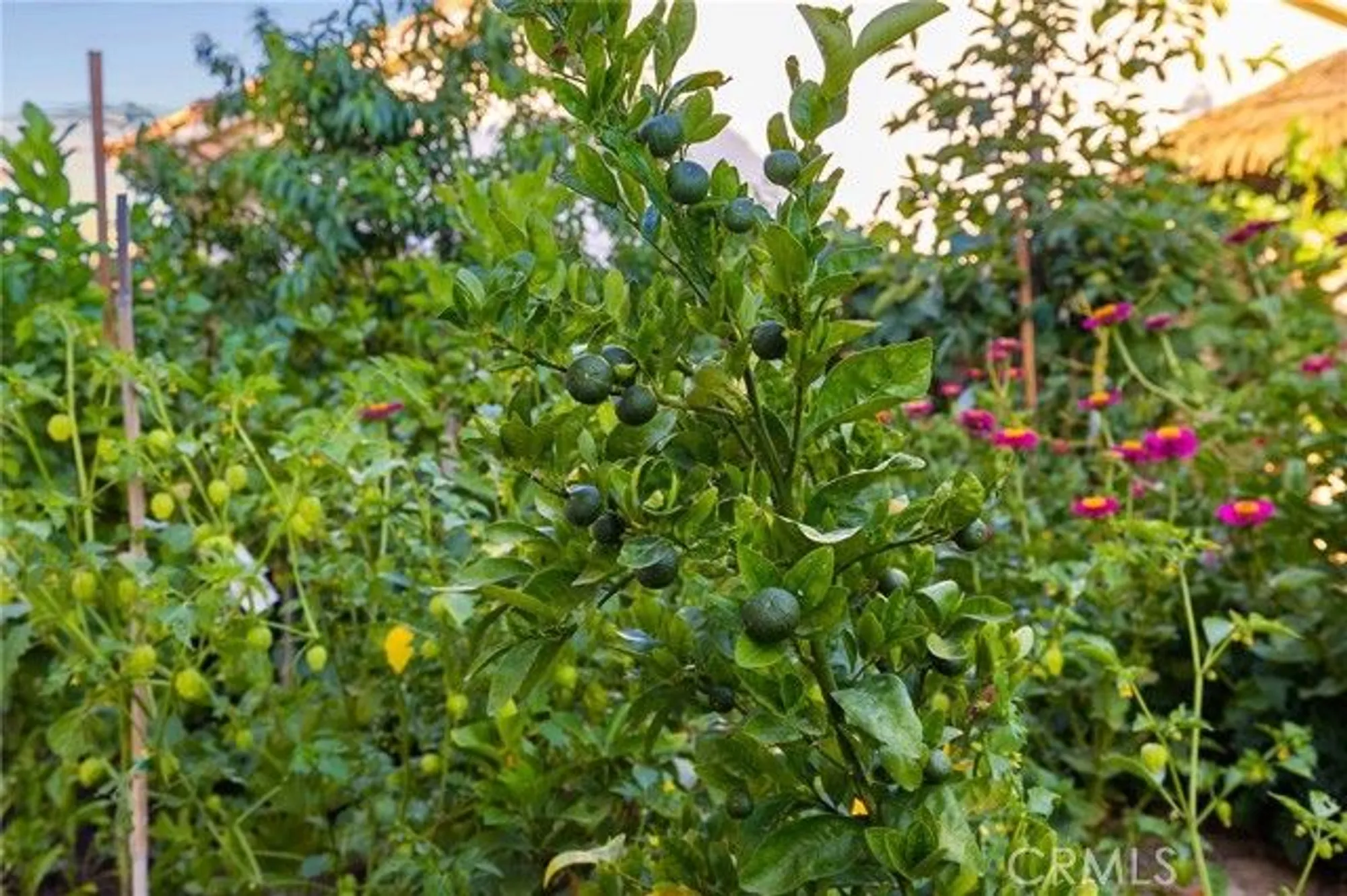 Property Slideshow image 30 of 50 | 2157 pecan tree st, Hemet, CA, 92545