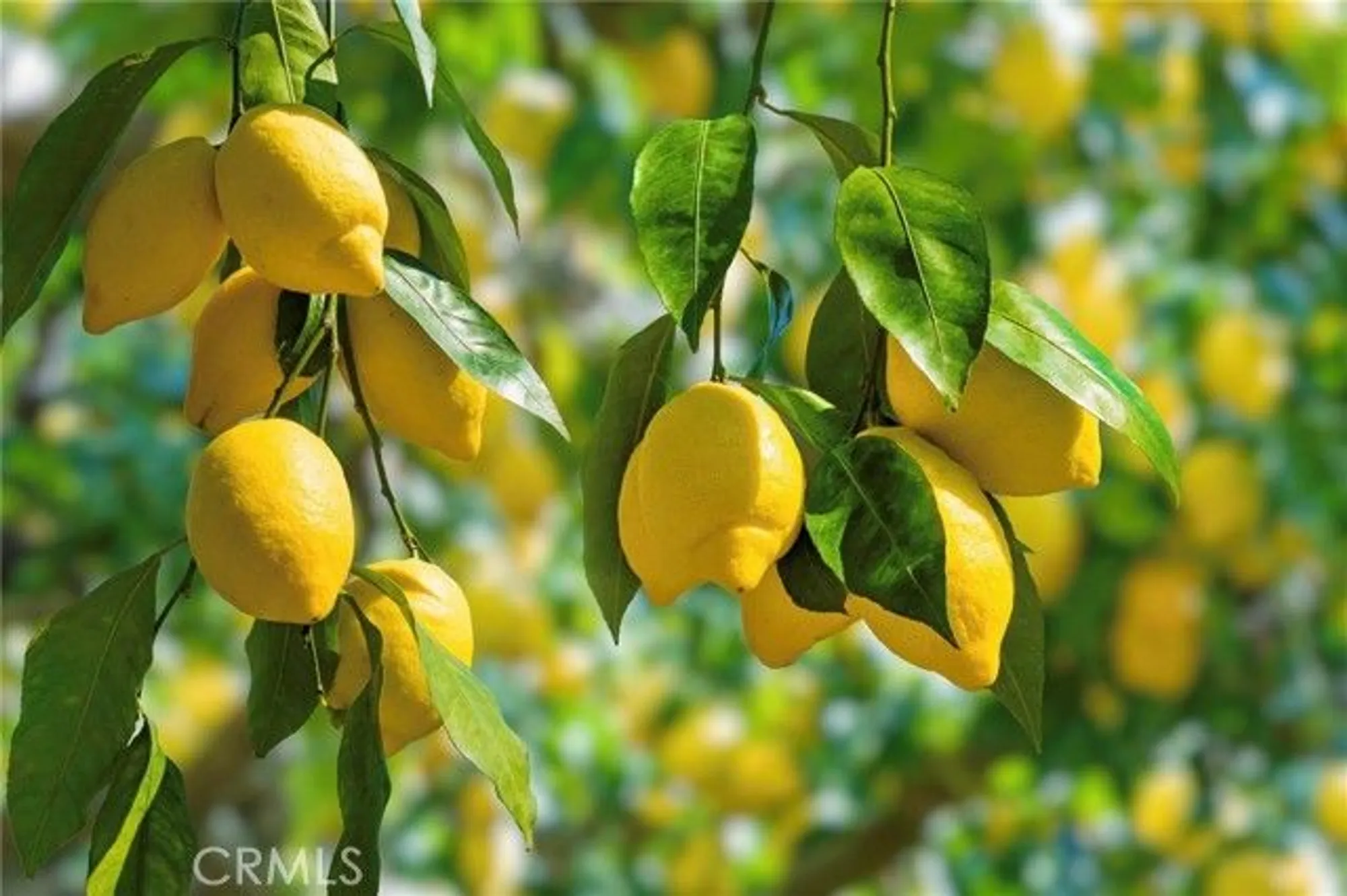 Property Slideshow image 38 of 45 | 40049 corte fortuna, Murrieta, CA, 92562