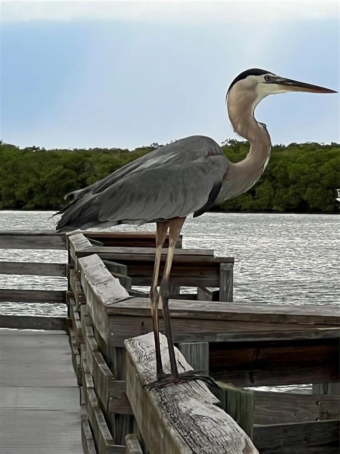 Property Slideshow image 65 of 76 | 418 cerromar ct 261, Venice, FL, 34293