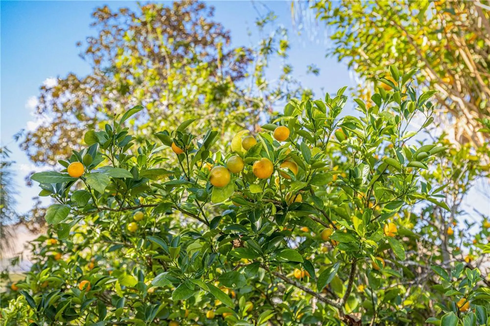 Property Slideshow image 41 of 58 | 9694 sw 89th loop, Ocala, FL, 34481