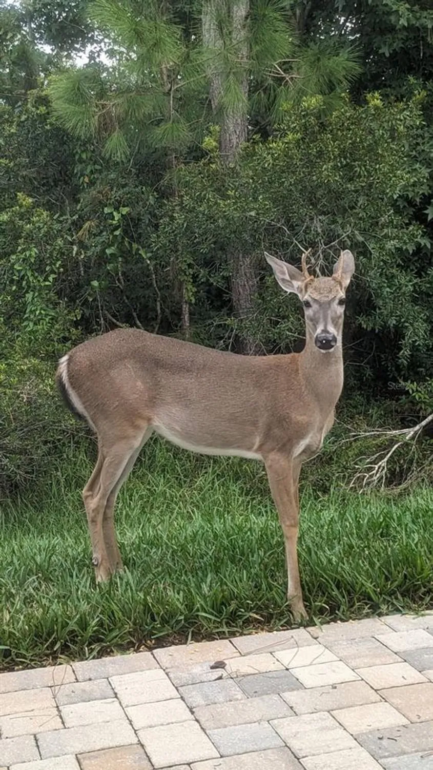 Property Slideshow image 46 of 52 | 10118 cleghorn dr, San Antonio, FL, 33576