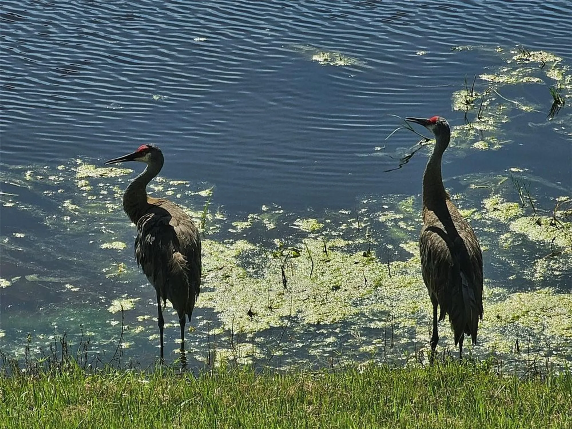 Property Slideshow image 40 of 58 | 17041 pocket reel ln, Wimauma, FL, 33598