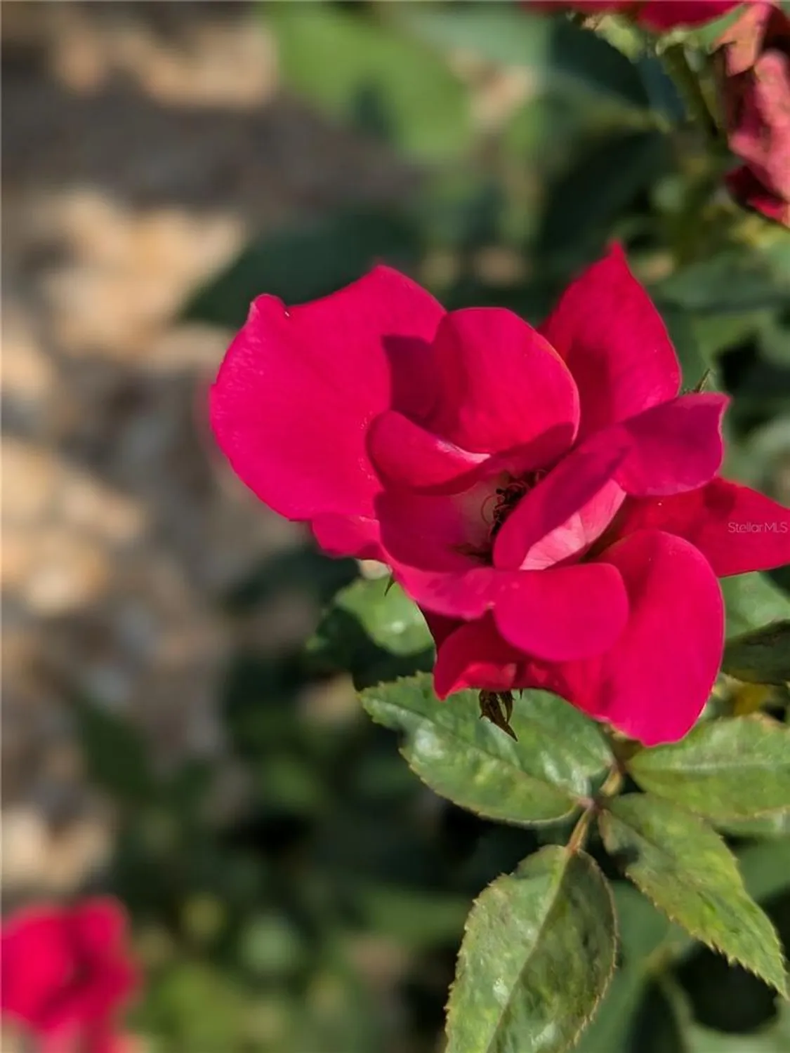 Property Slideshow image 3 of 100 | 15771 sw 16th ter, Ocala, FL, 34473