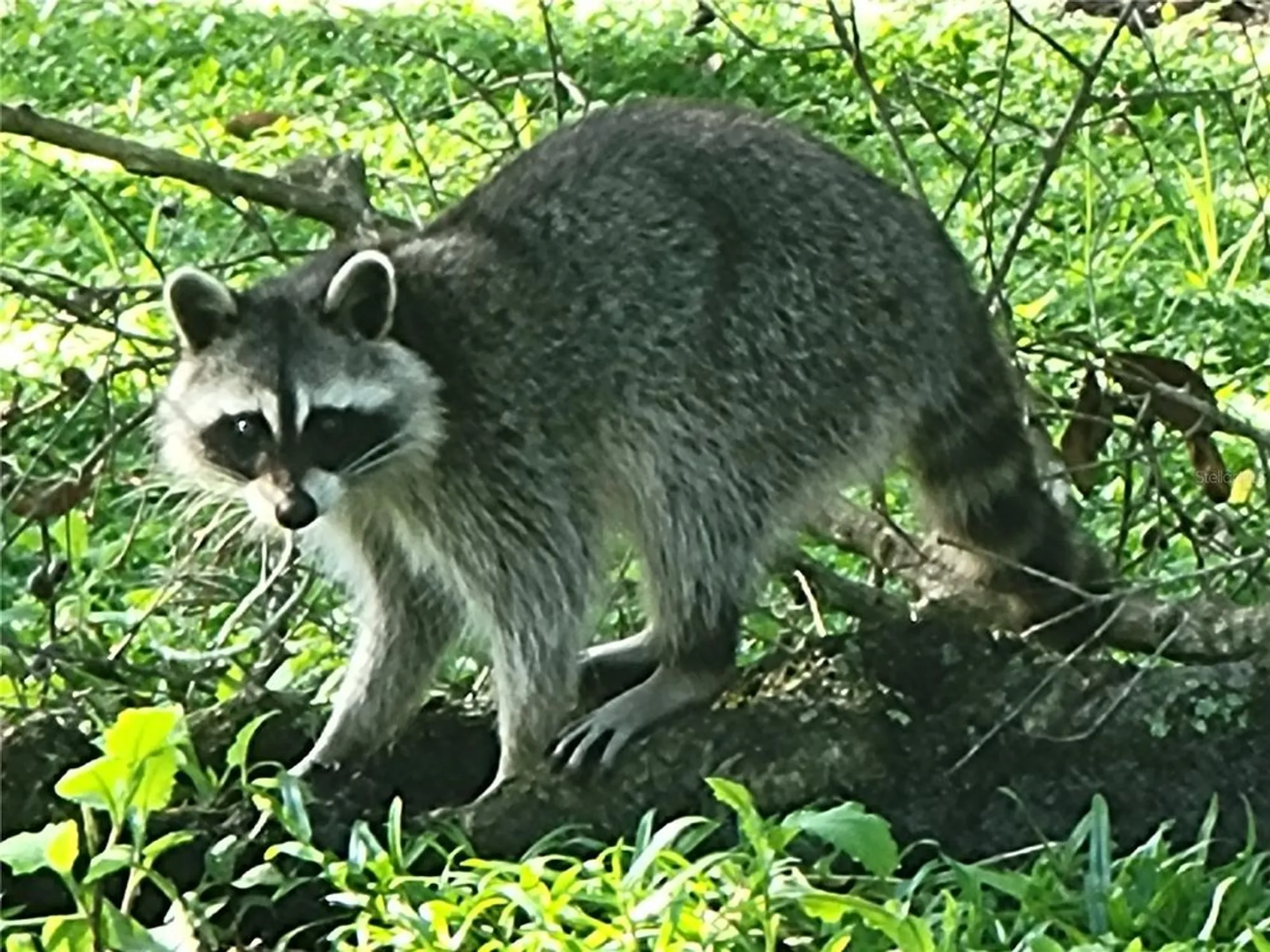 Property Slideshow image 72 of 76 | 4712 belle grv, Leesburg, FL, 34748