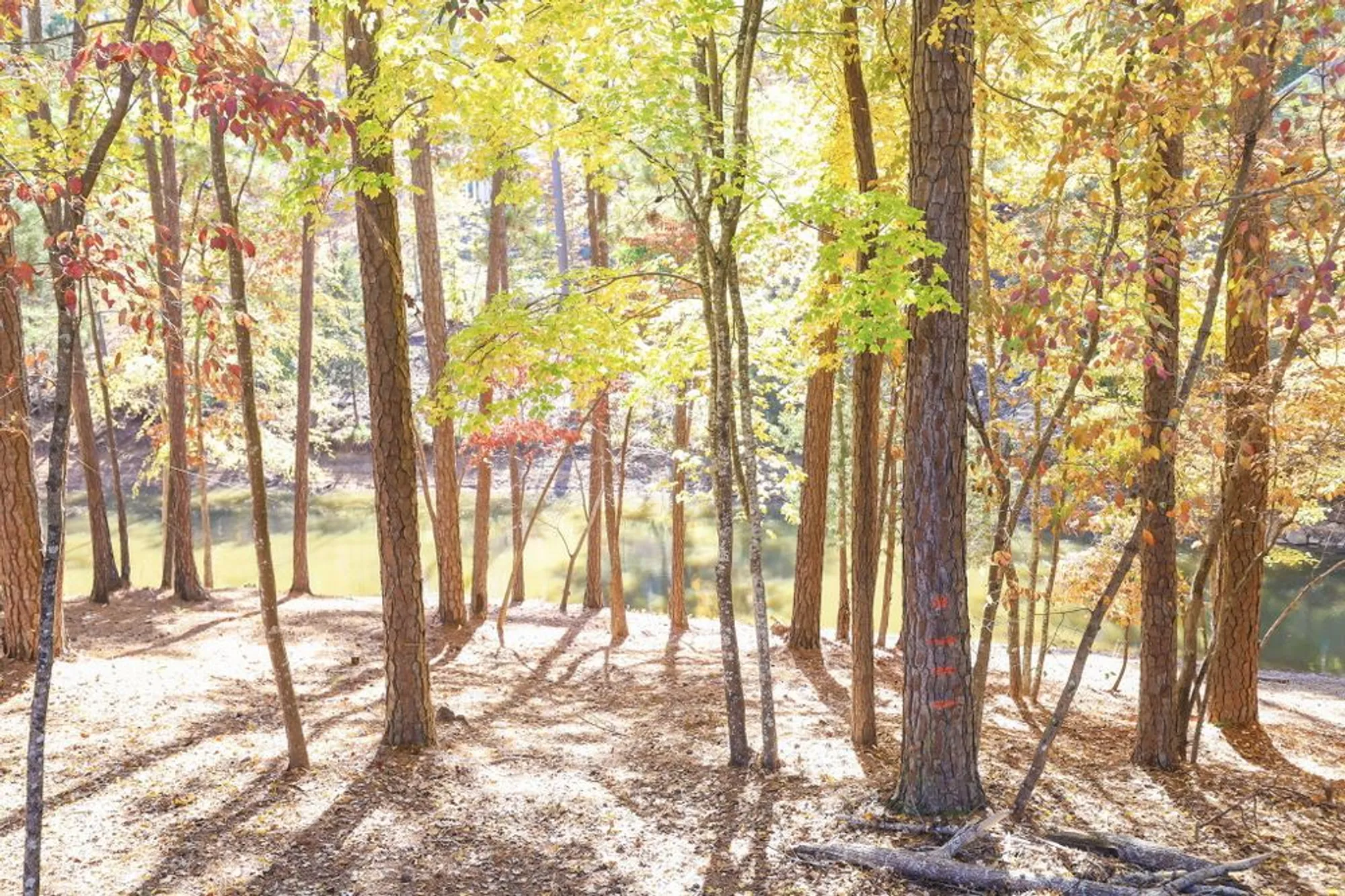 Property Slideshow image 37 of 45 | 170 grandview dr, Mc Cormick, SC, 29835