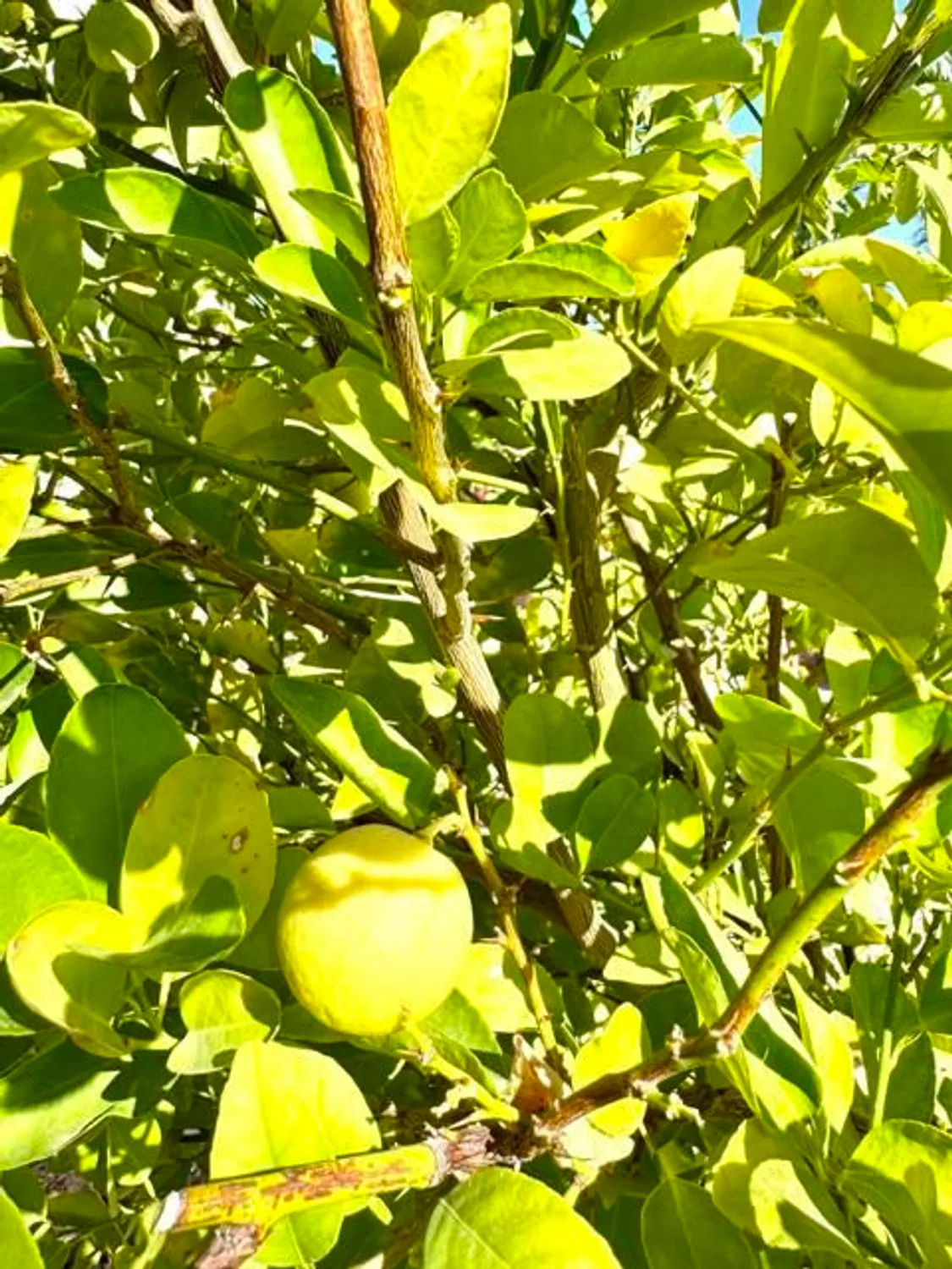 Property Slideshow image 91 of 113 | 80372 camino san lucas, Indio, CA, 92203