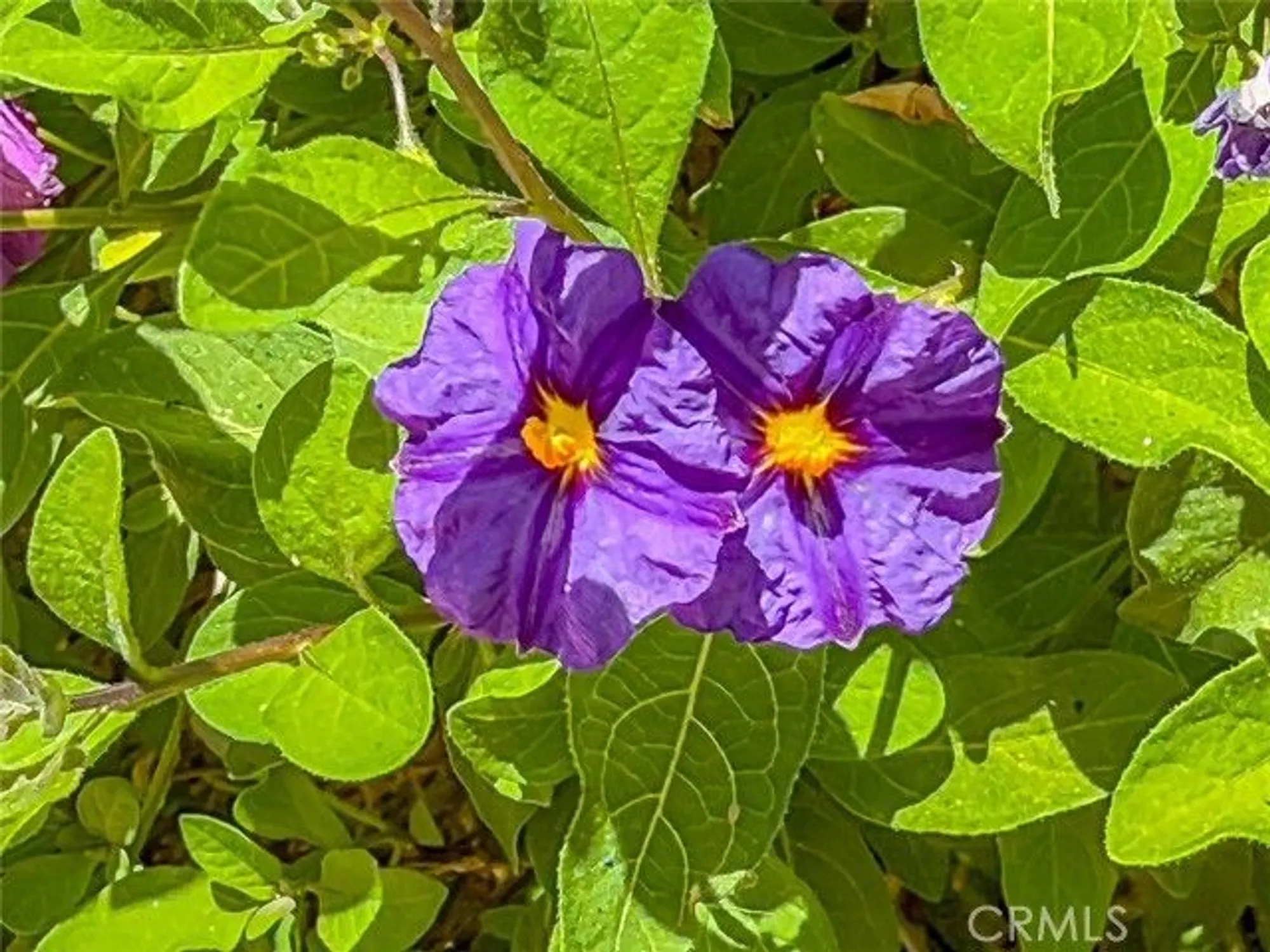 Property Slideshow image 39 of 47 | 2037 freesia ave, Simi Valley, CA, 93063