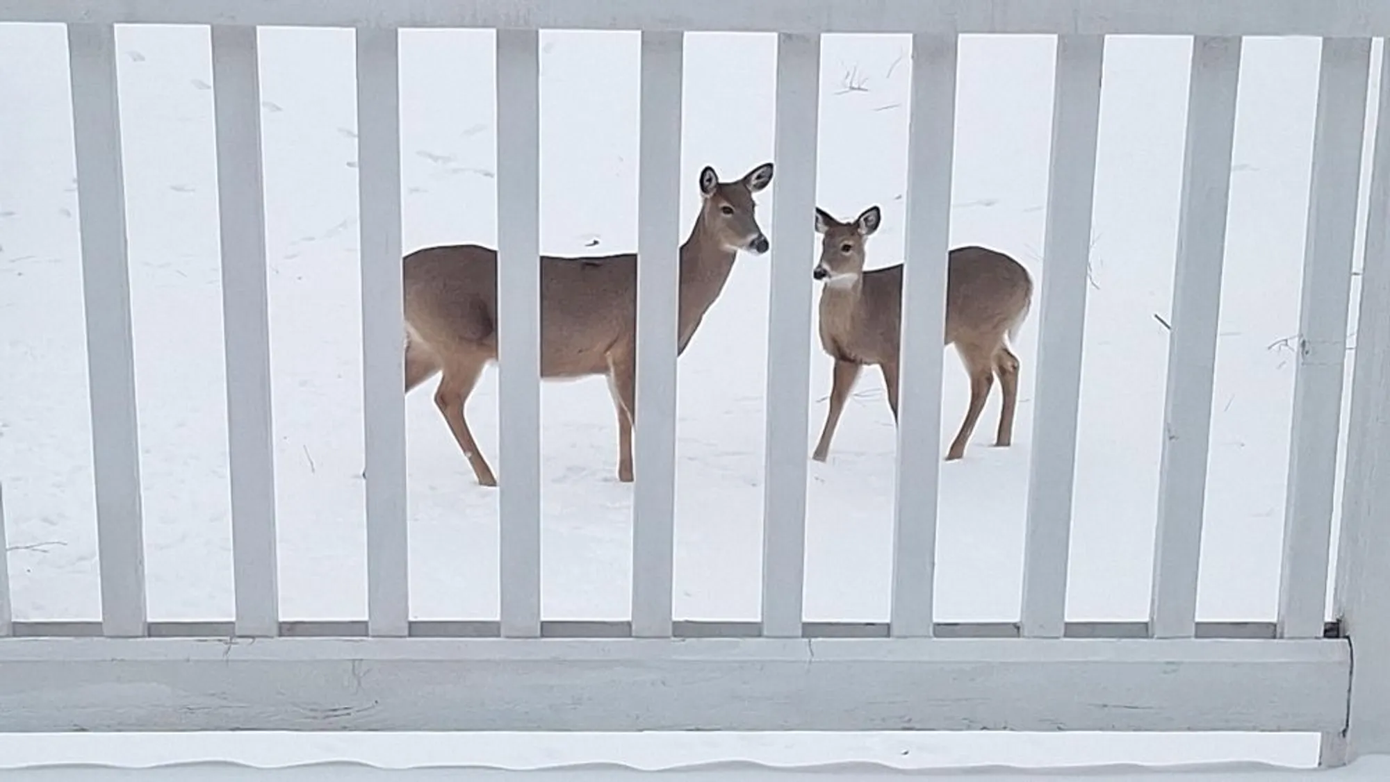 Property Slideshow image 31 of 49 | 12255 wildflower ln, Huntley, IL, 60142