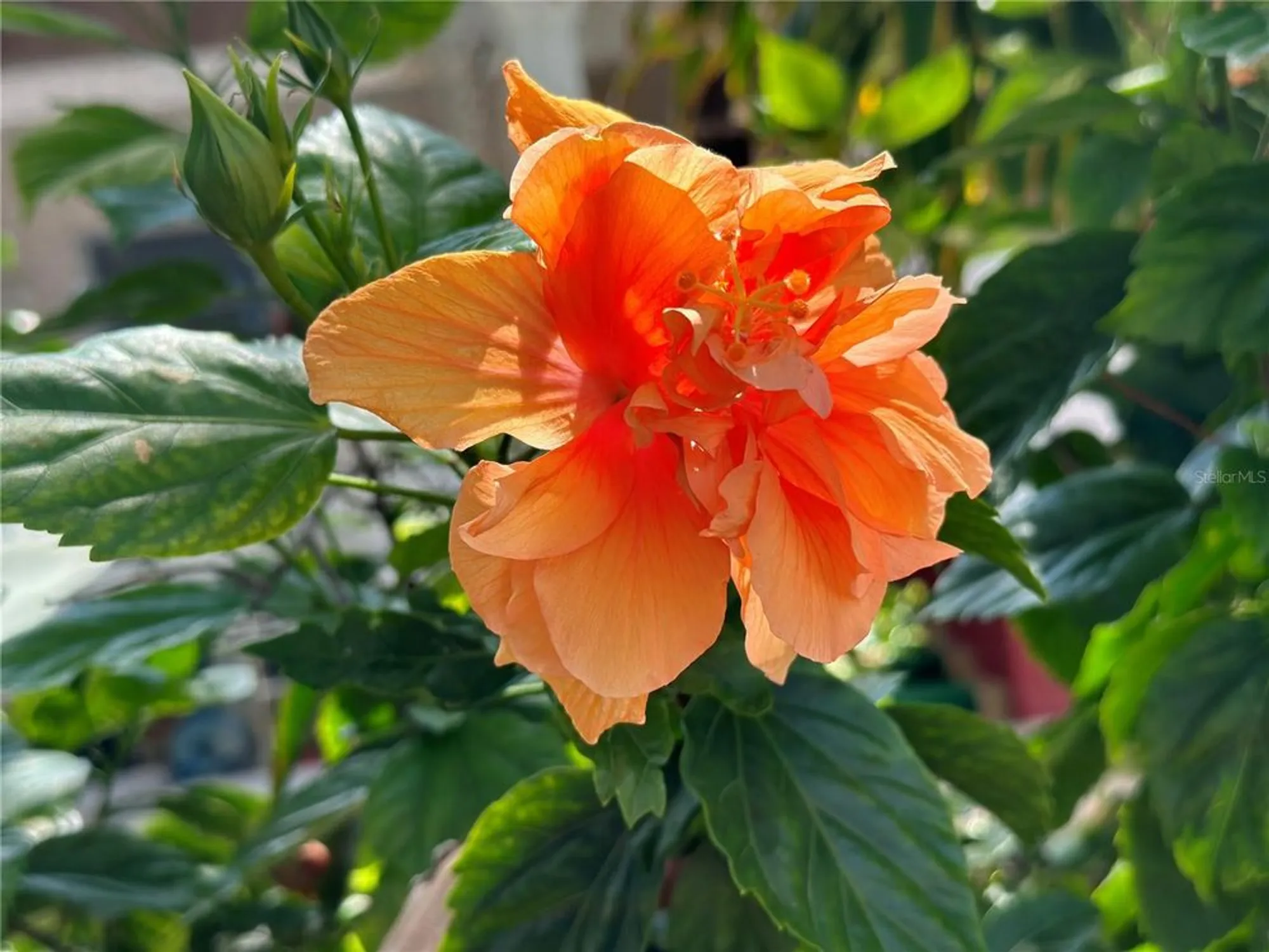 Property Slideshow image 91 of 99 | 5925 shore blvd 505, Gulfport, FL, 33707