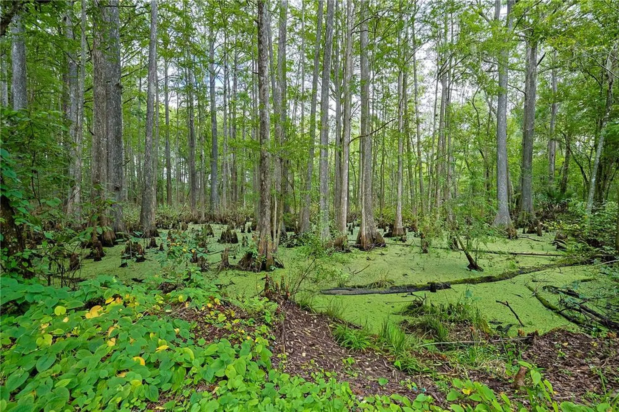 Property Slideshow image 37 of 52 | 111 sugar maple ave, Wildwood, FL, 34785