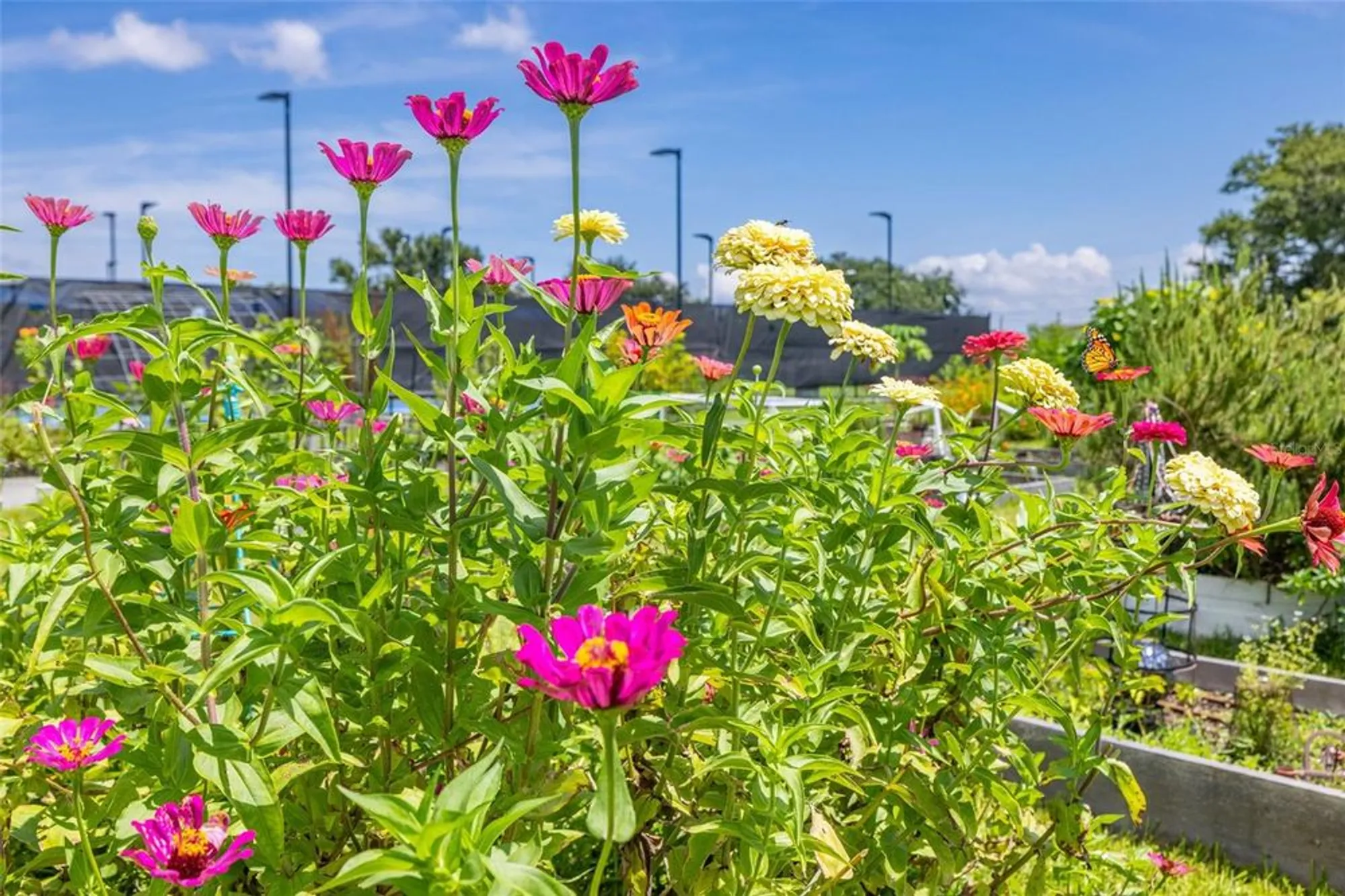 Property Slideshow image 39 of 62 | 946 virginia st apt 207, Dunedin, FL, 34698