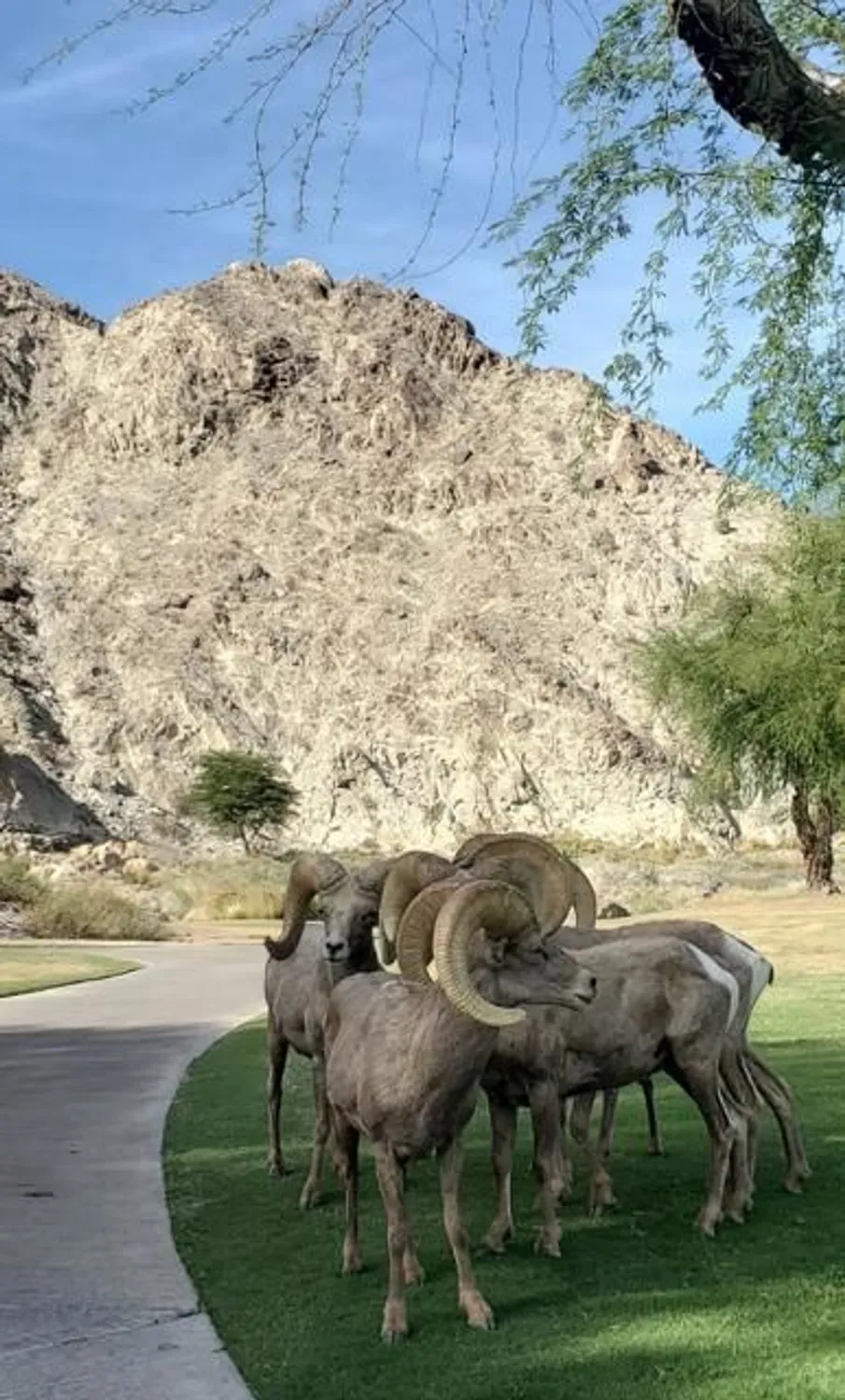 Property Slideshow image 49 of 53 | 55280 riviera, La Quinta, CA, 92253