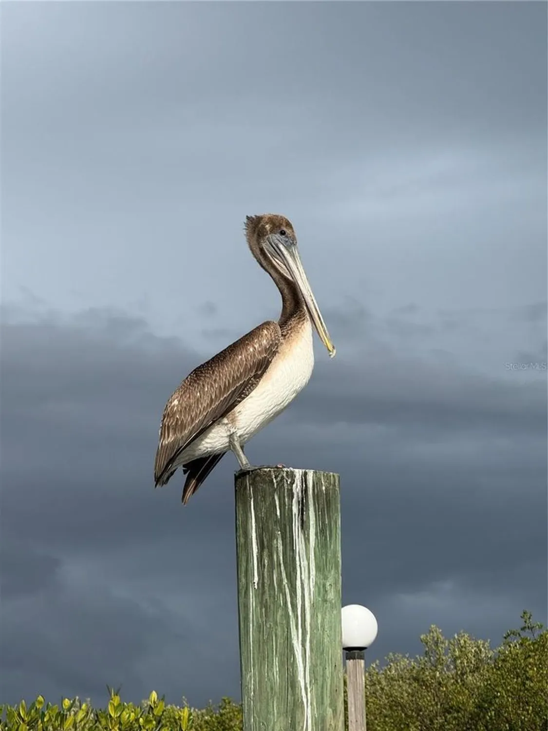 Property Slideshow image 81 of 99 | 5925 shore blvd 505, Gulfport, FL, 33707