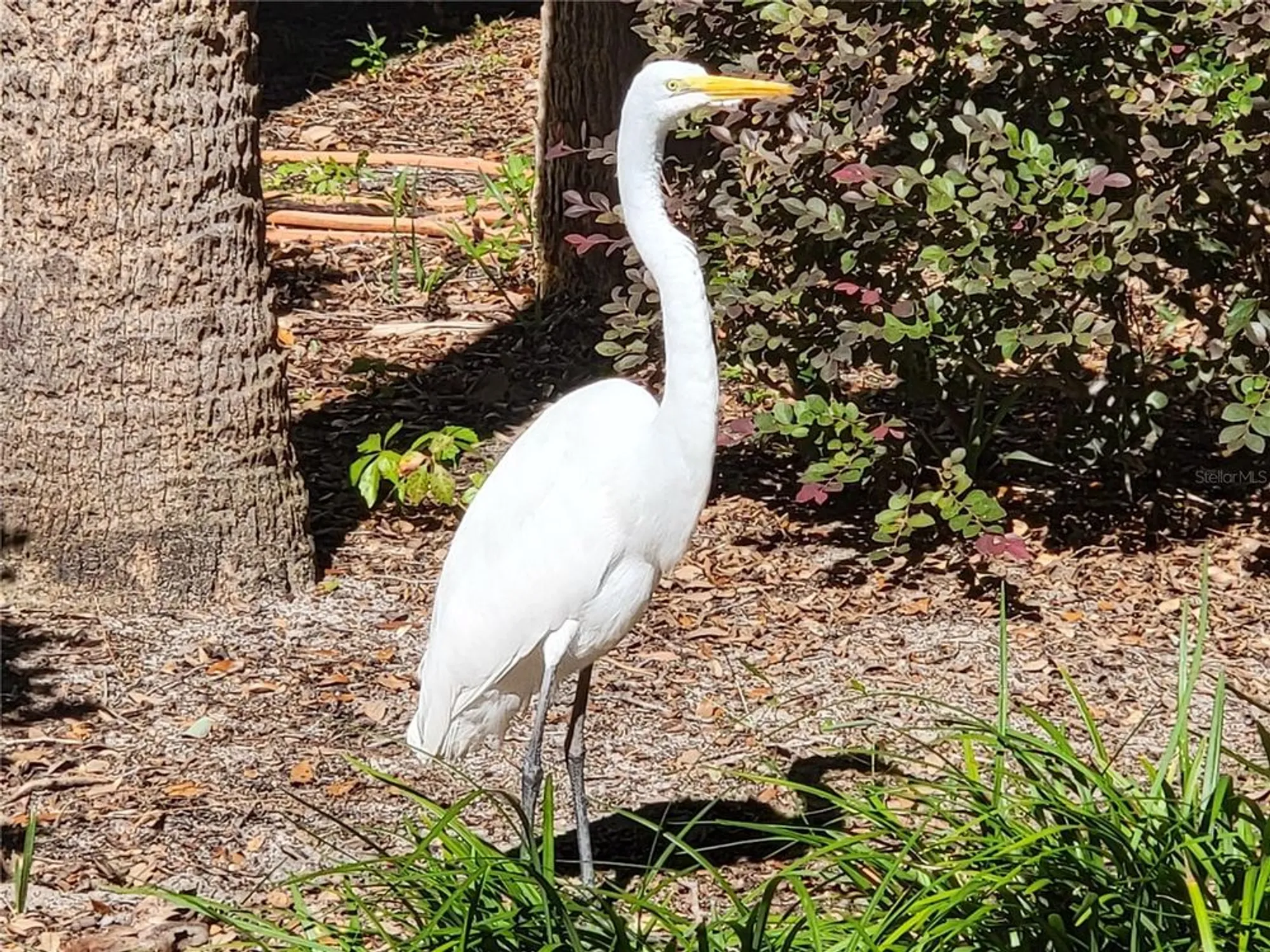 Property Slideshow image 74 of 76 | 4712 belle grv, Leesburg, FL, 34748