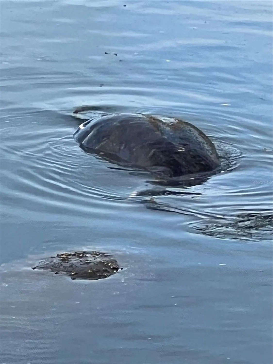 Property Slideshow image 58 of 76 | 418 cerromar ct 261, Venice, FL, 34293