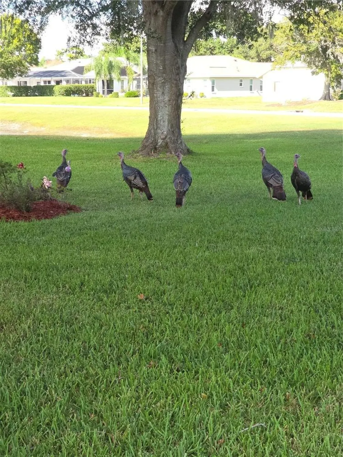 Property Slideshow image 31 of 32 | 9257 bonnie cove dr, Weeki Wachee, FL, 34613