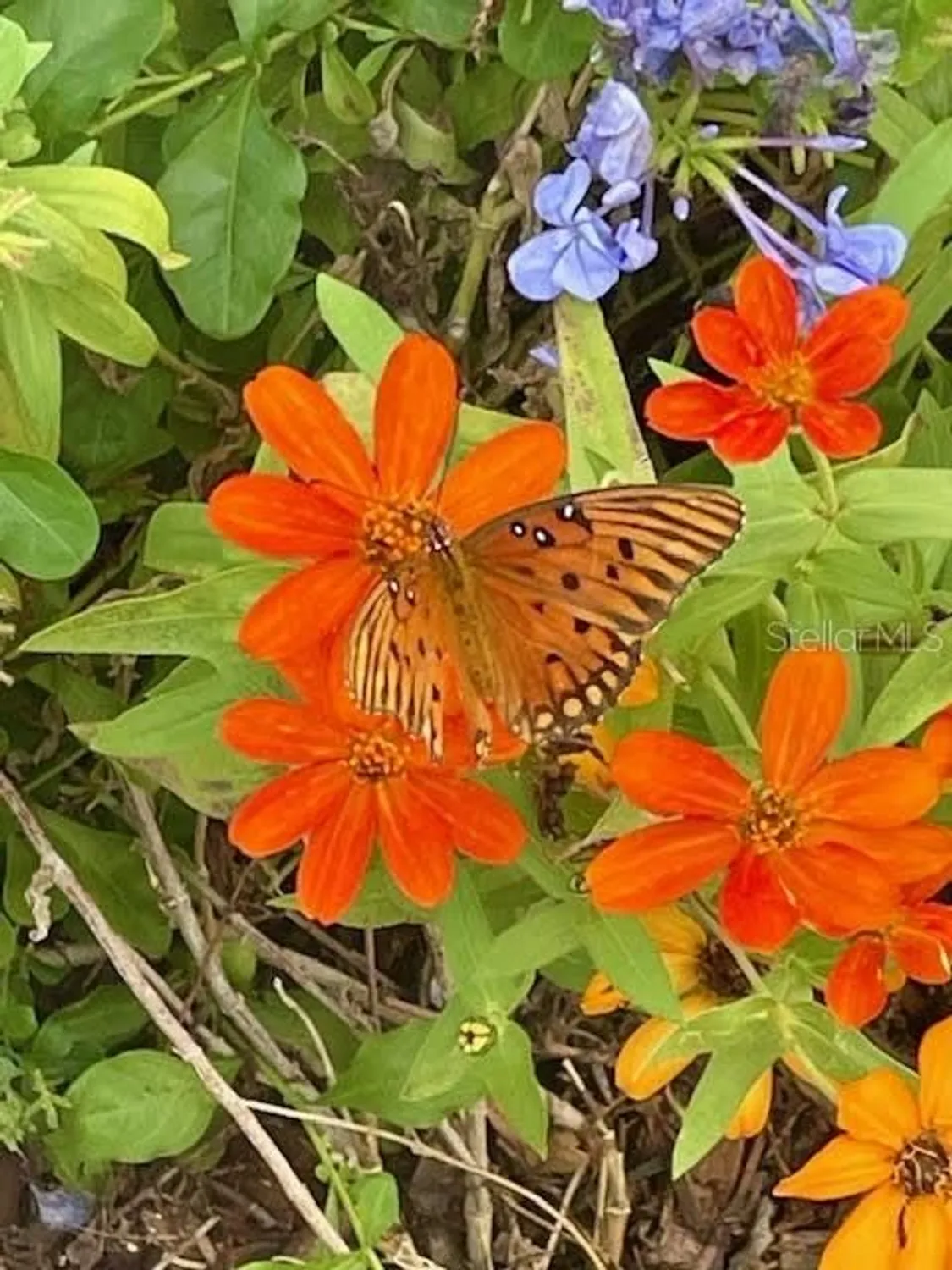 Property Slideshow image 37 of 45 | 17694 se 84th peyton ct, The Villages, FL, 32162