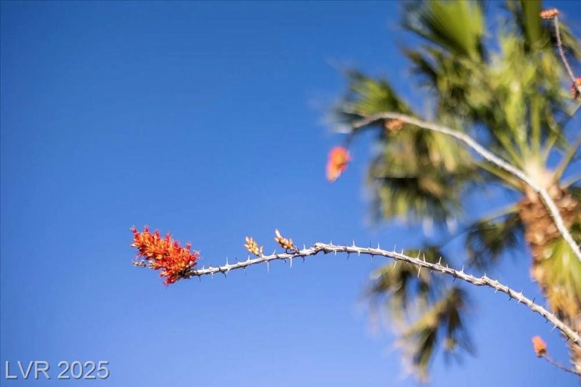 Property Slideshow image 20 of 78 | 2508 faiss dr, Las Vegas, NV, 89134