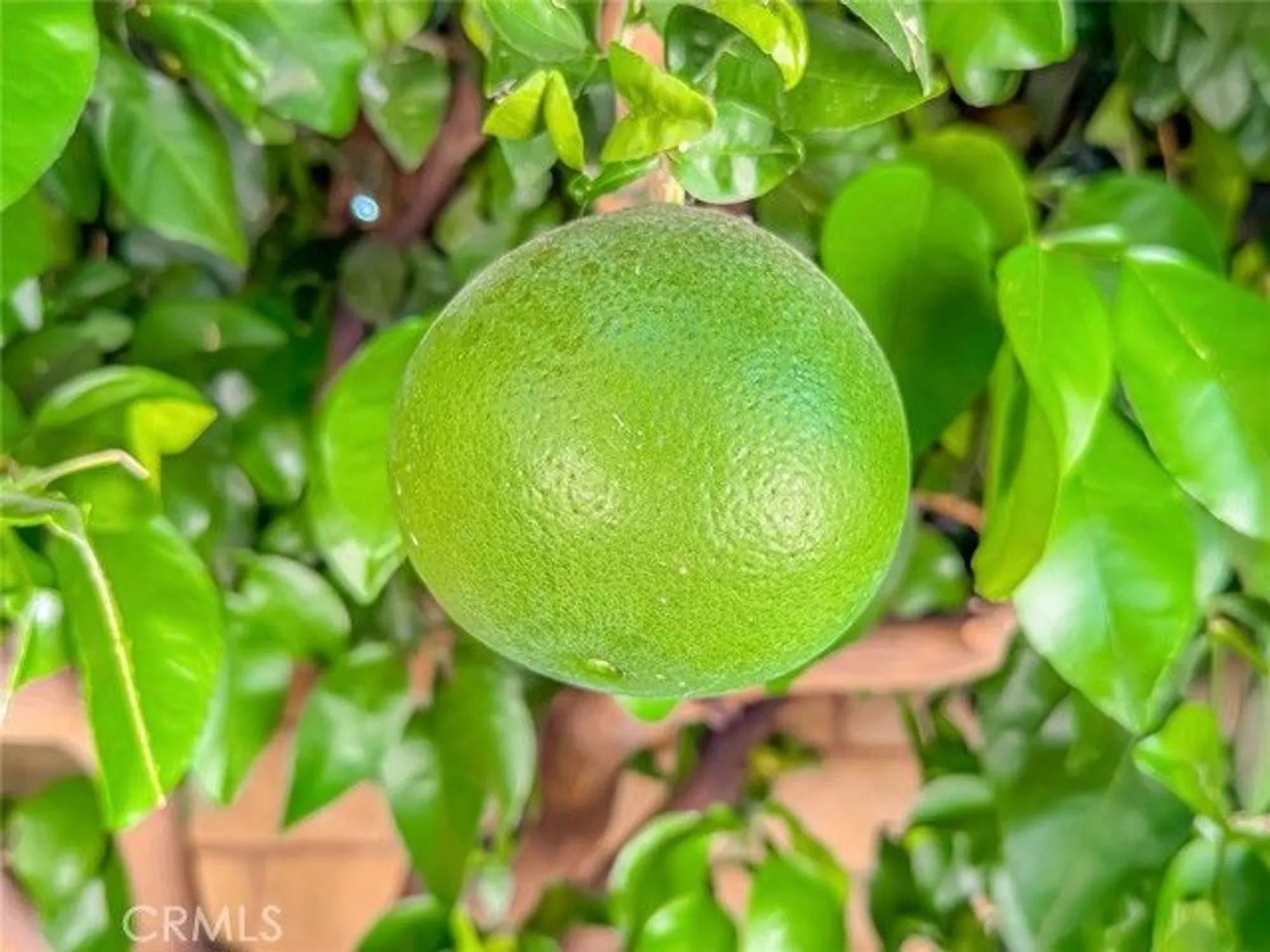 Property Slideshow image 40 of 47 | 2037 freesia ave, Simi Valley, CA, 93063