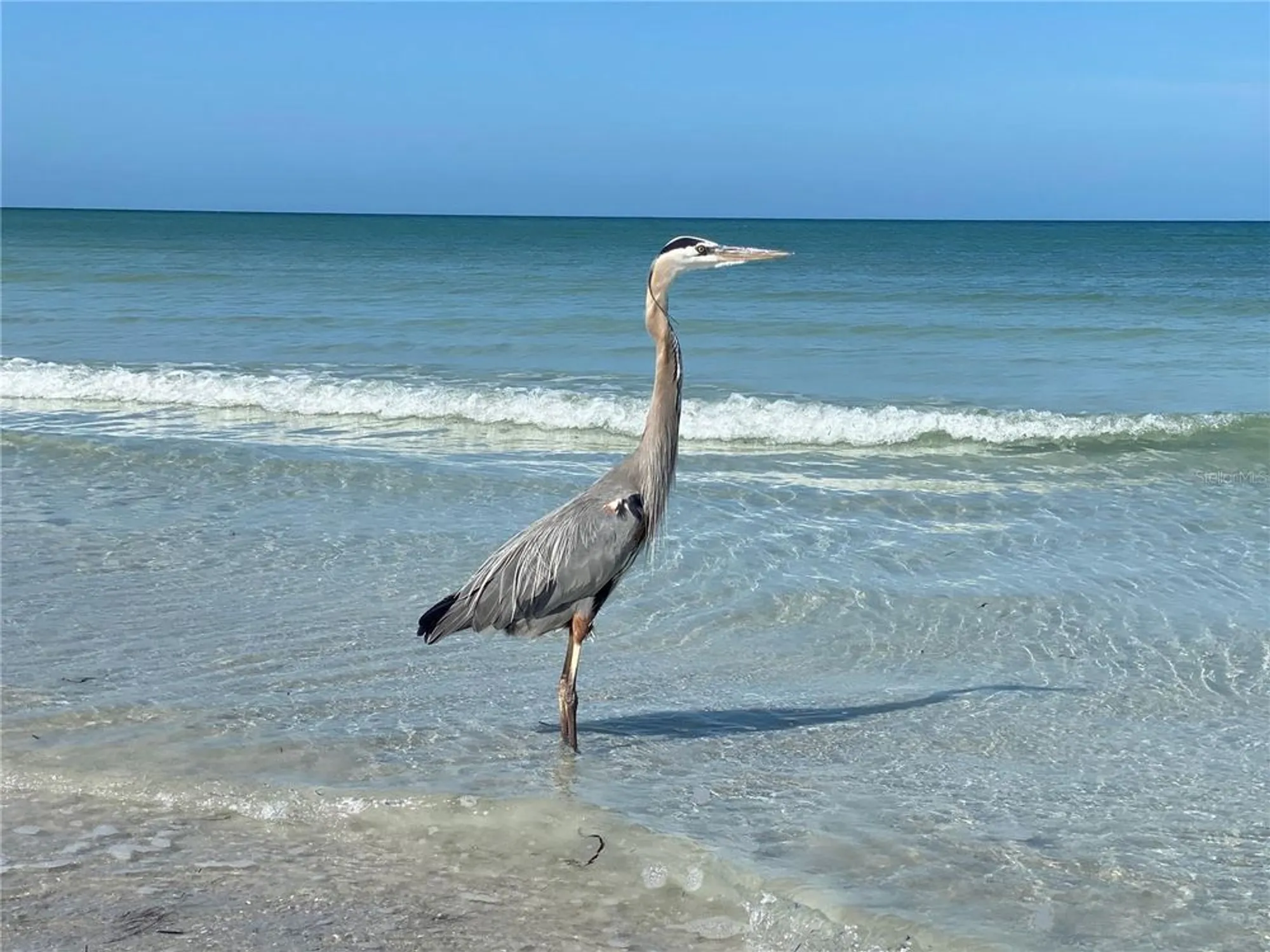 Property Slideshow image 57 of 58 | 9218 39th ln, Pinellas Park, FL, 33782