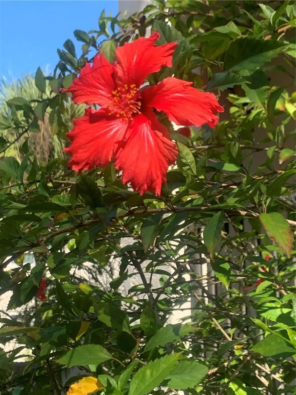 Property Slideshow image 37 of 52 | 840 virginia st 108, Dunedin, FL, 34698