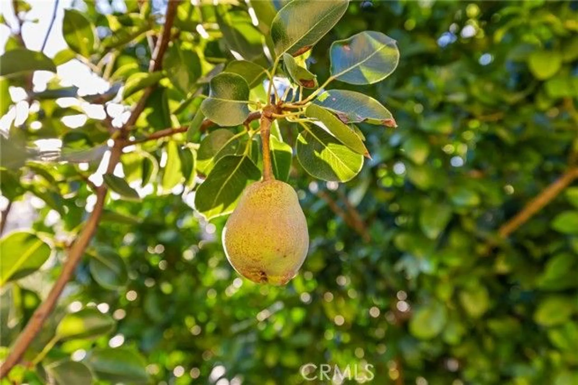 Property Slideshow image 39 of 50 | 2157 pecan tree st, Hemet, CA, 92545