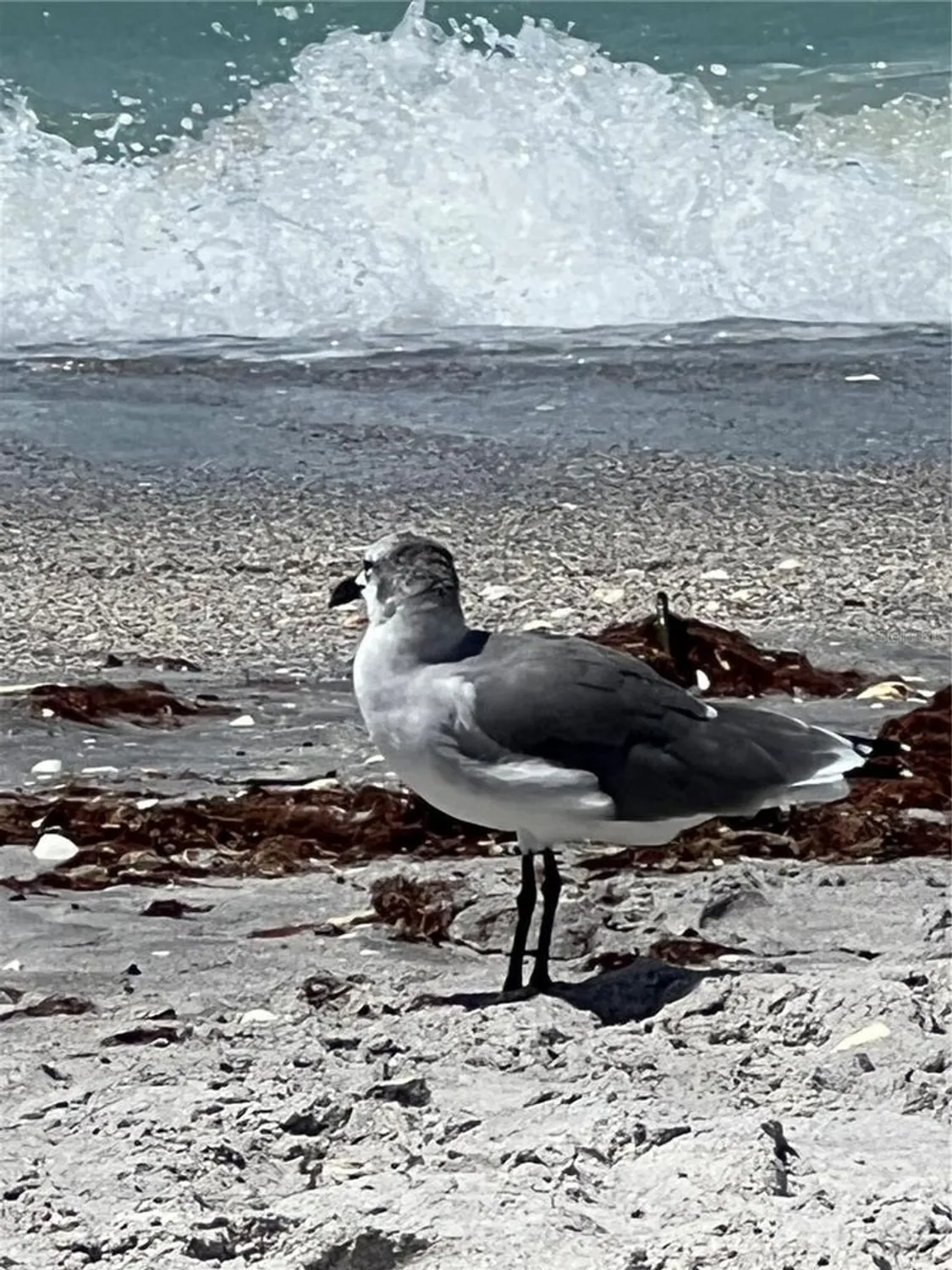 Property Slideshow image 64 of 76 | 418 cerromar ct 261, Venice, FL, 34293