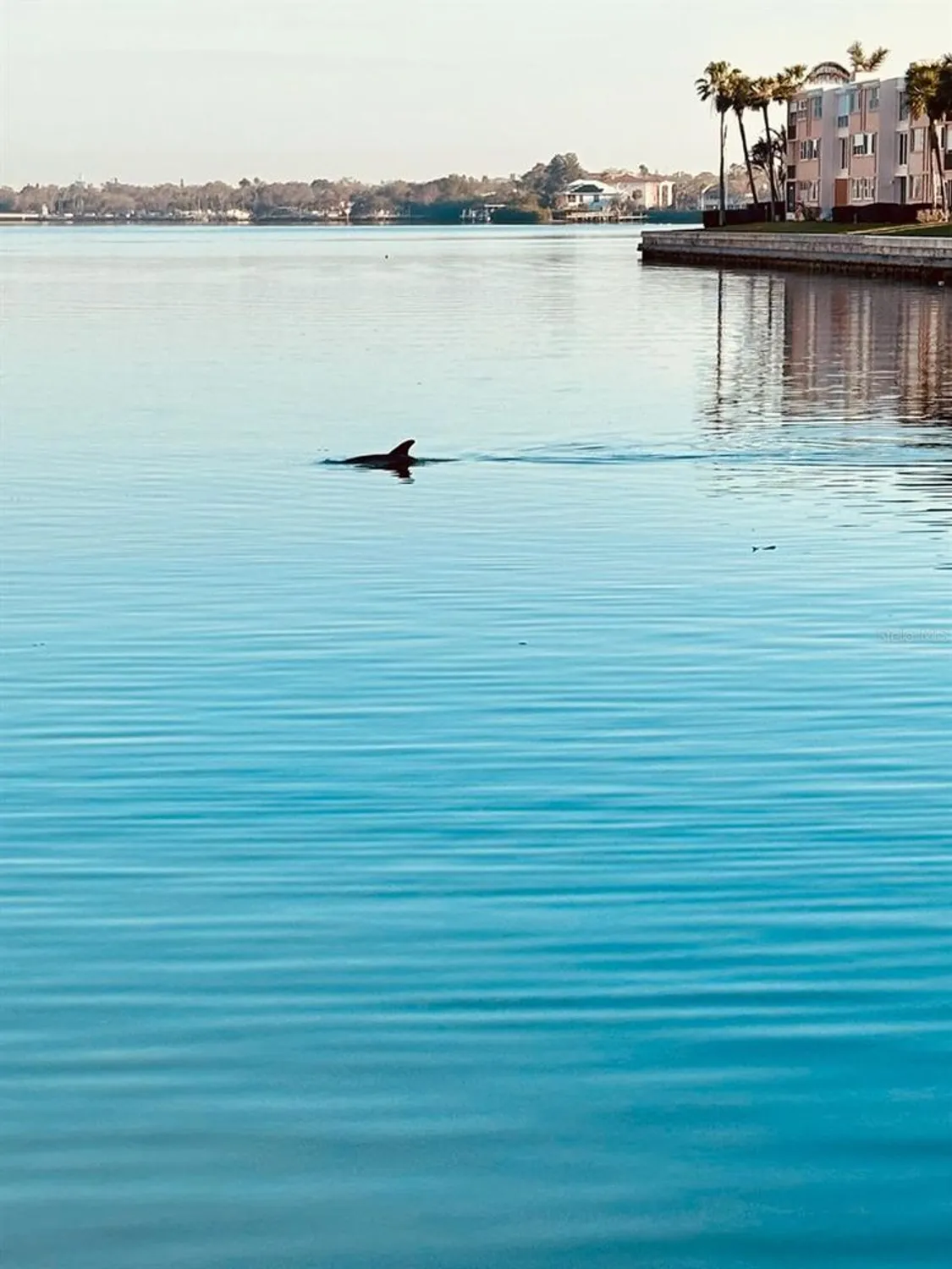 Property Slideshow image 64 of 92 | 7700 sun island dr 506, South Pasadena, FL, 33707