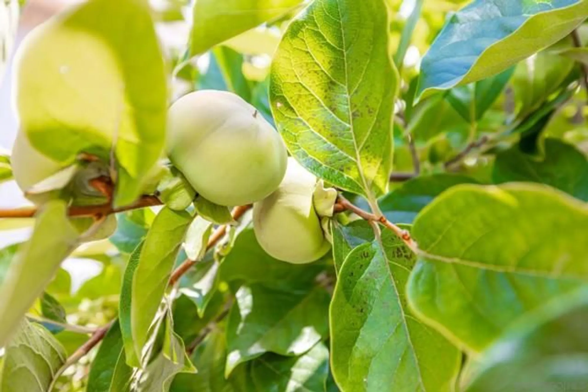 Property Slideshow image 29 of 29 | 2010 w san marcos blvd 90, San Marcos, CA, 92078