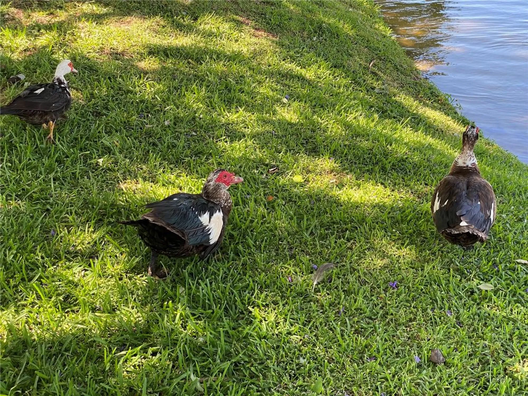 Property Slideshow image 47 of 48 | 3927 lake bayshore dr # f312, Bradenton, FL, 34205