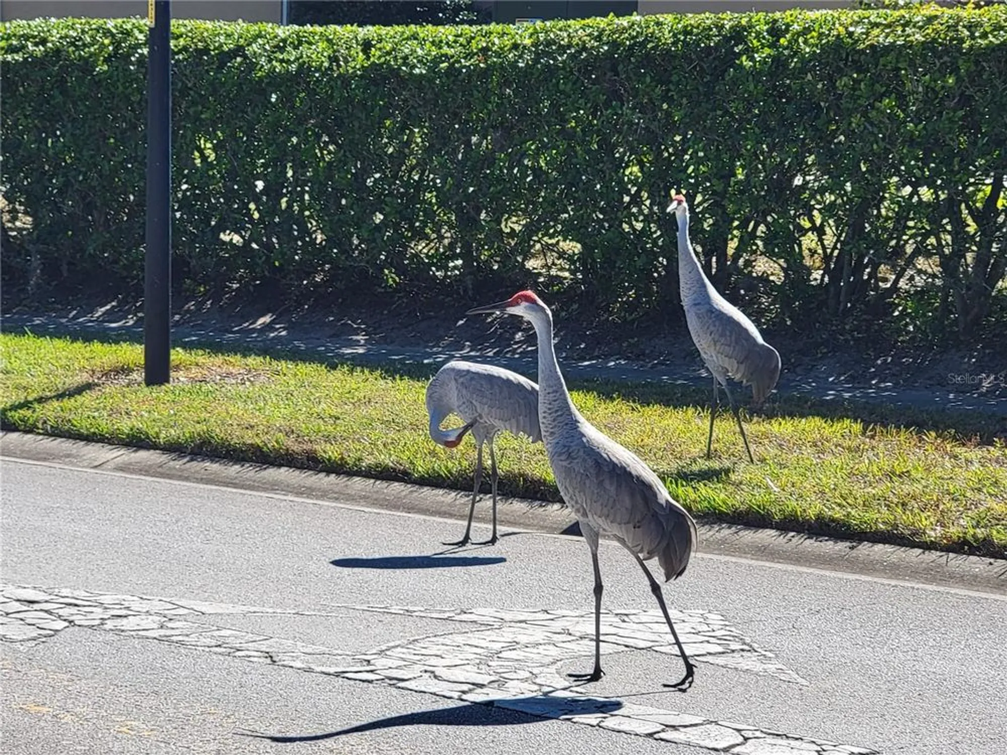 Property Slideshow image 84 of 86 | 3529 mount hope loop, Leesburg, FL, 34748