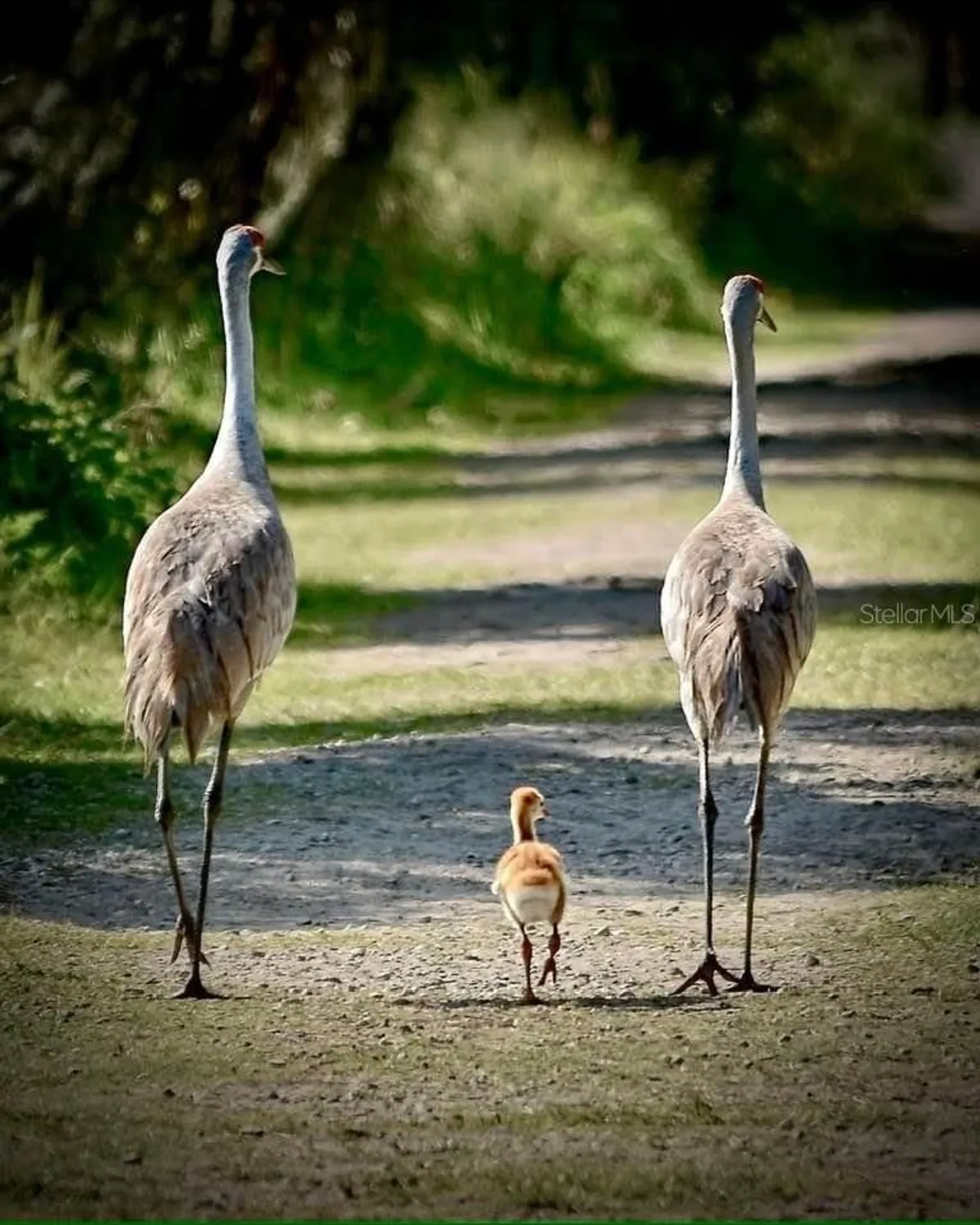 Property Slideshow image 85 of 89 | 508 zamora way, Davenport, FL, 33837