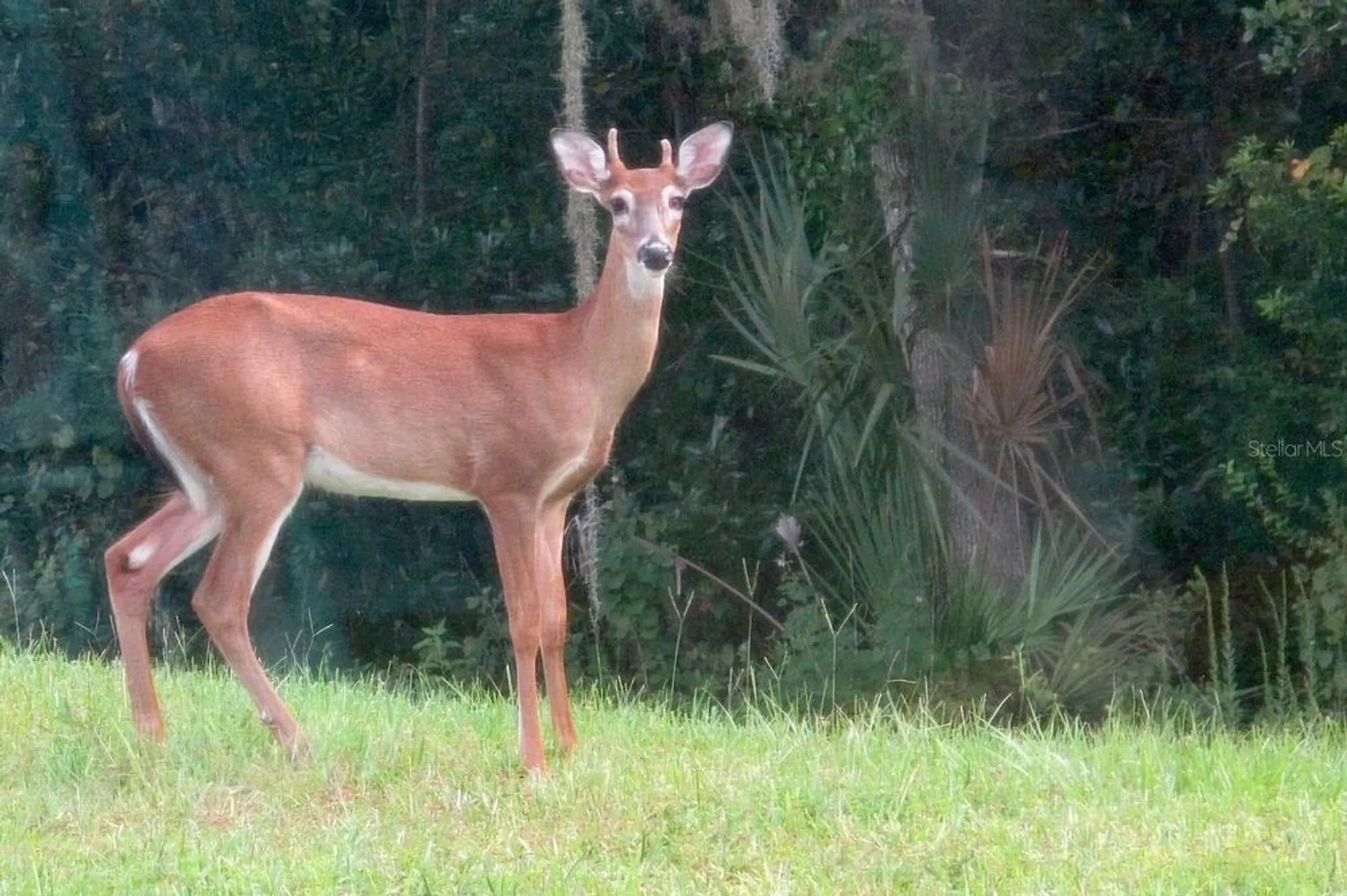 Property Slideshow image 6 of 71 | 543 via vitale ct, Kissimmee, FL, 34759