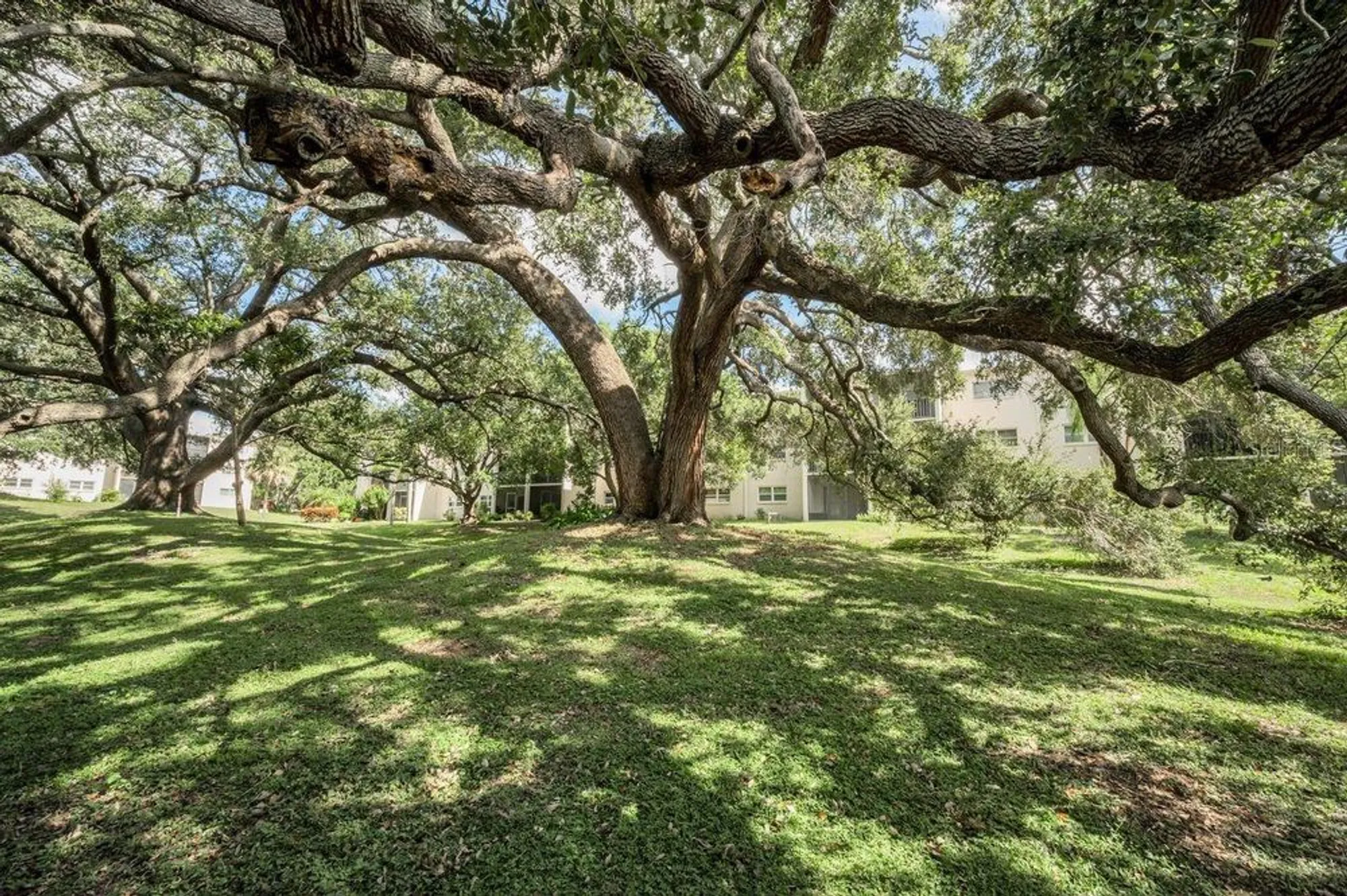 Property Slideshow image 25 of 46 | 860 virginia st 105, Dunedin, FL, 34698