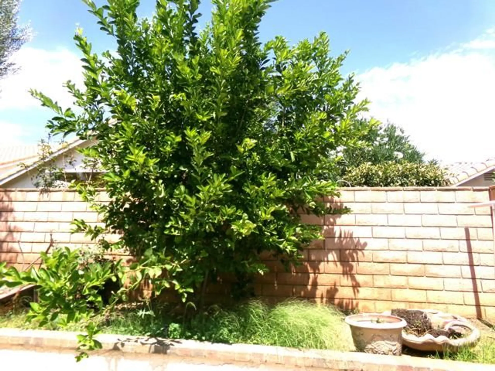 Property Slideshow image 18 of 29 | 4829 w forest oaks ave, Banning, CA, 92220