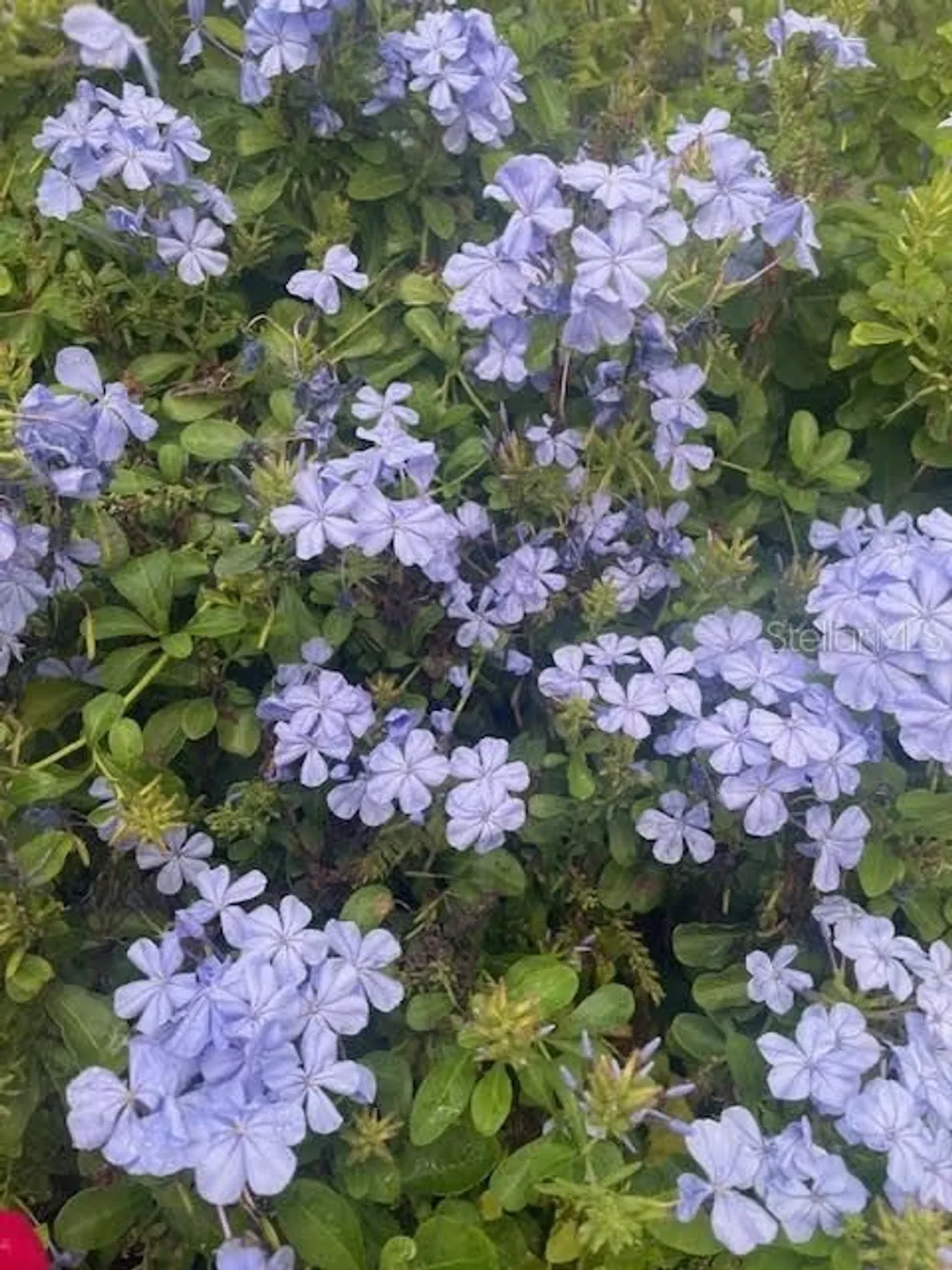 Property Slideshow image 39 of 45 | 17694 se 84th peyton ct, The Villages, FL, 32162