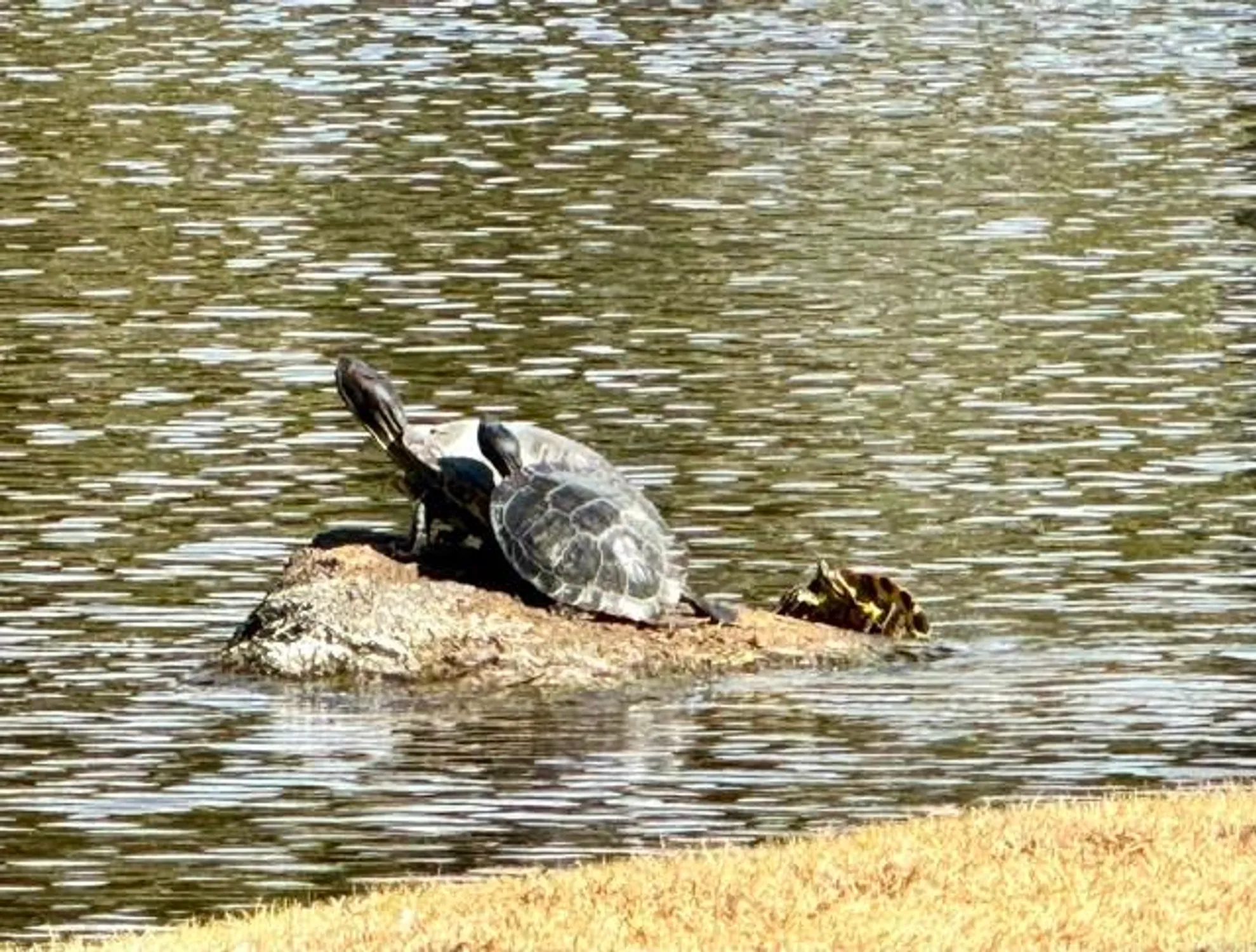 Property Slideshow image 71 of 74 | 3445 don ortega dr, Carlsbad, CA, 92010
