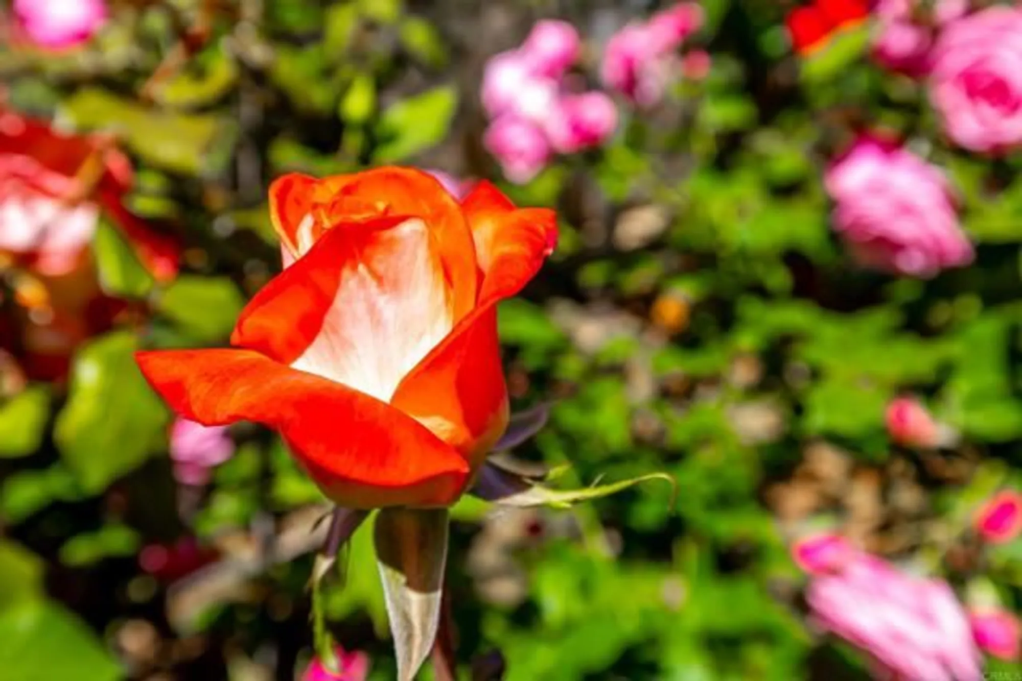 Property Slideshow image 49 of 58 | 1057 ridge heights dr, Fallbrook, CA, 92028