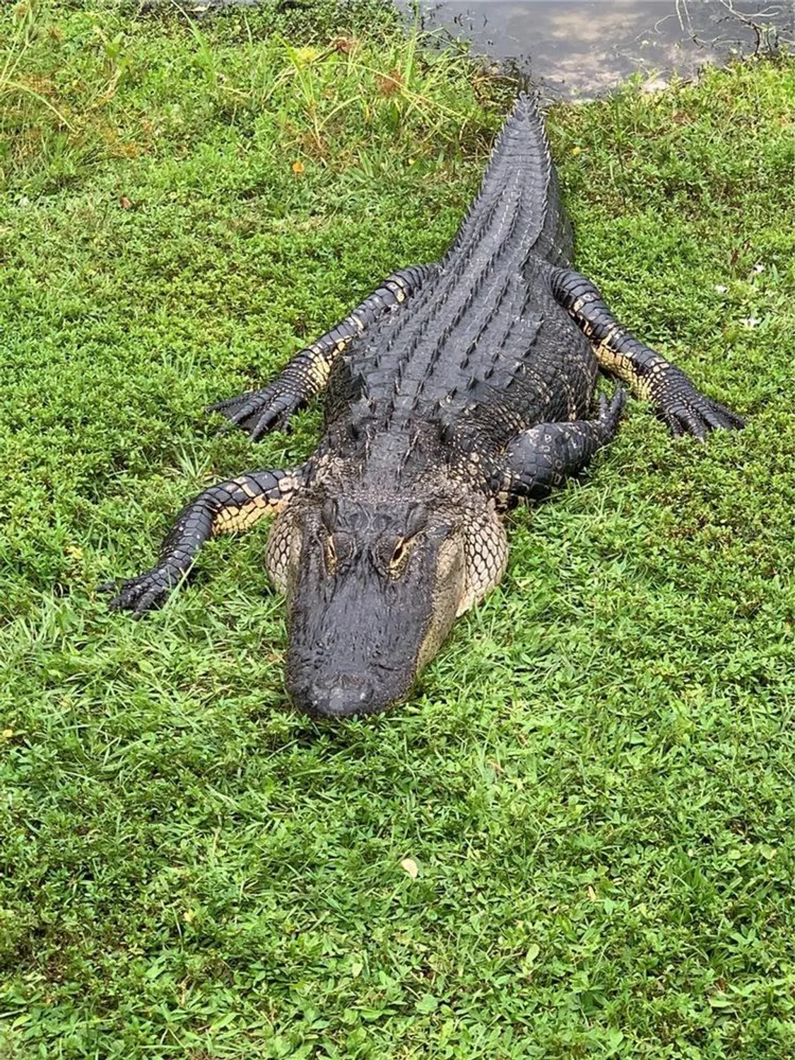 Property Slideshow image 71 of 76 | 418 cerromar ct 261, Venice, FL, 34293