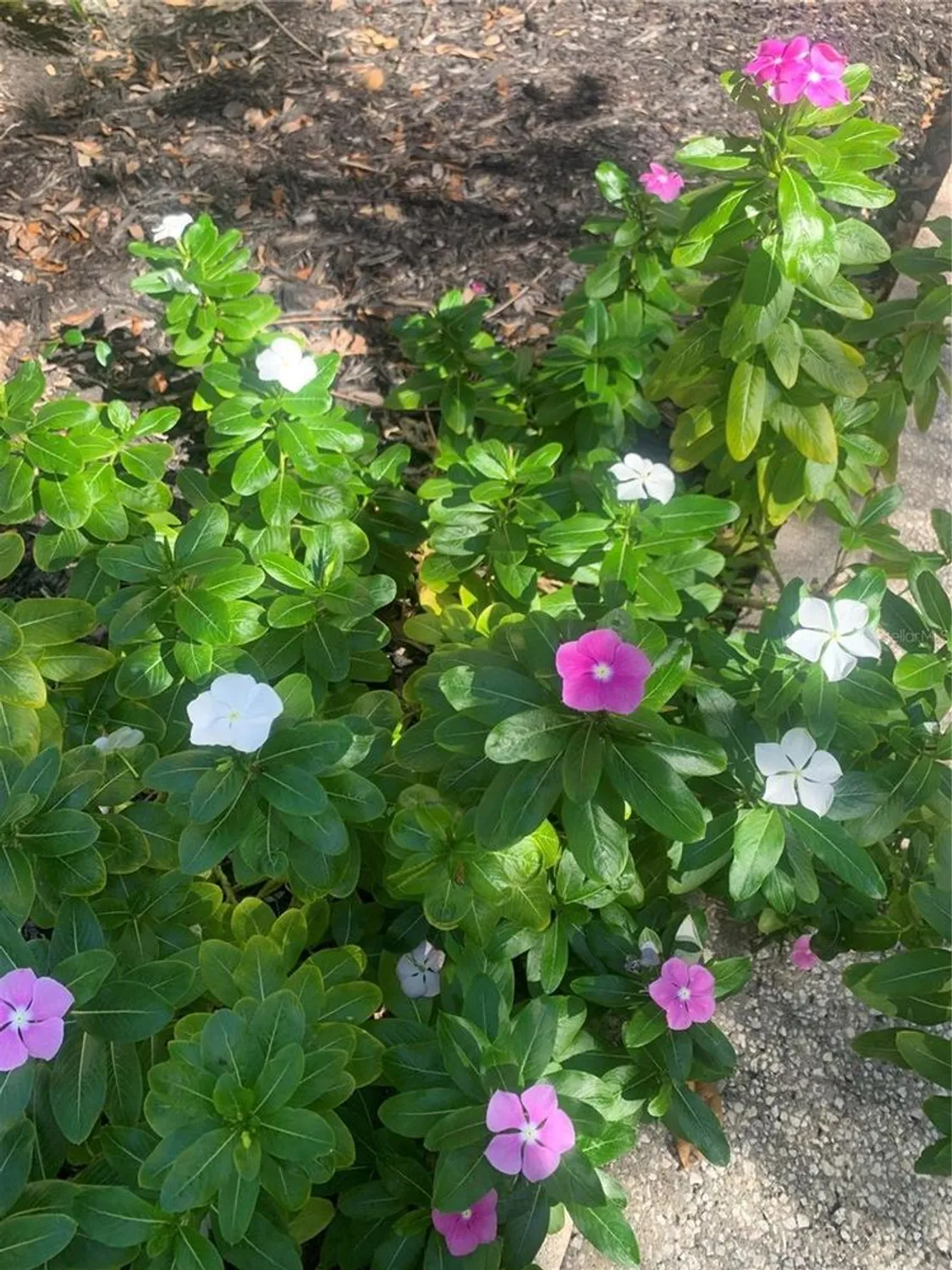 Property Slideshow image 42 of 52 | 840 virginia st 108, Dunedin, FL, 34698