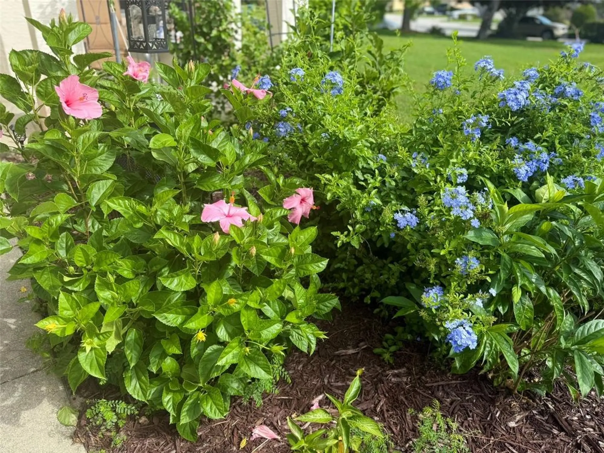 Property Slideshow image 48 of 49 | 1824 w zoe ct, Lecanto, FL, 34461