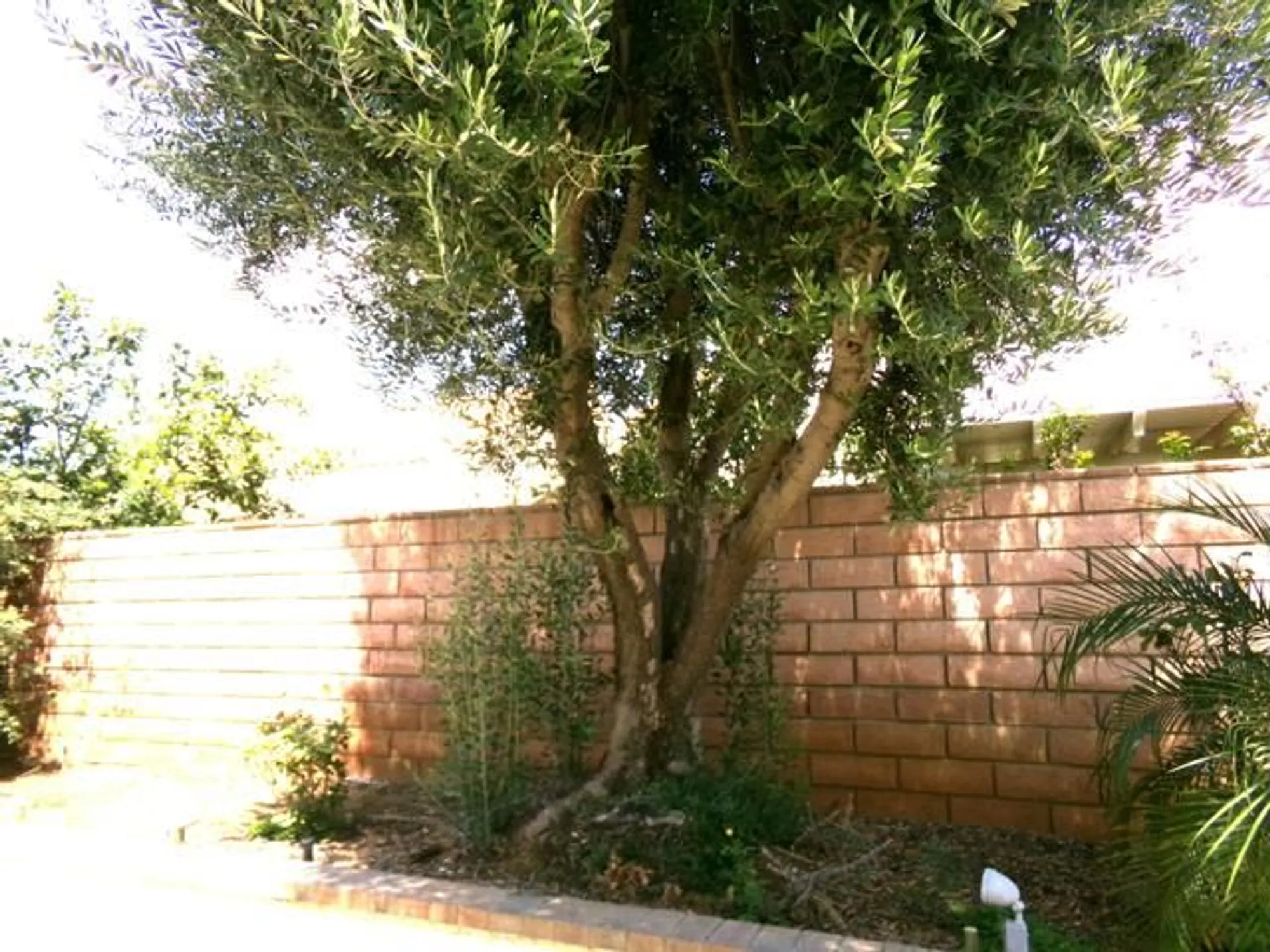 Property Slideshow image 21 of 29 | 4829 w forest oaks ave, Banning, CA, 92220